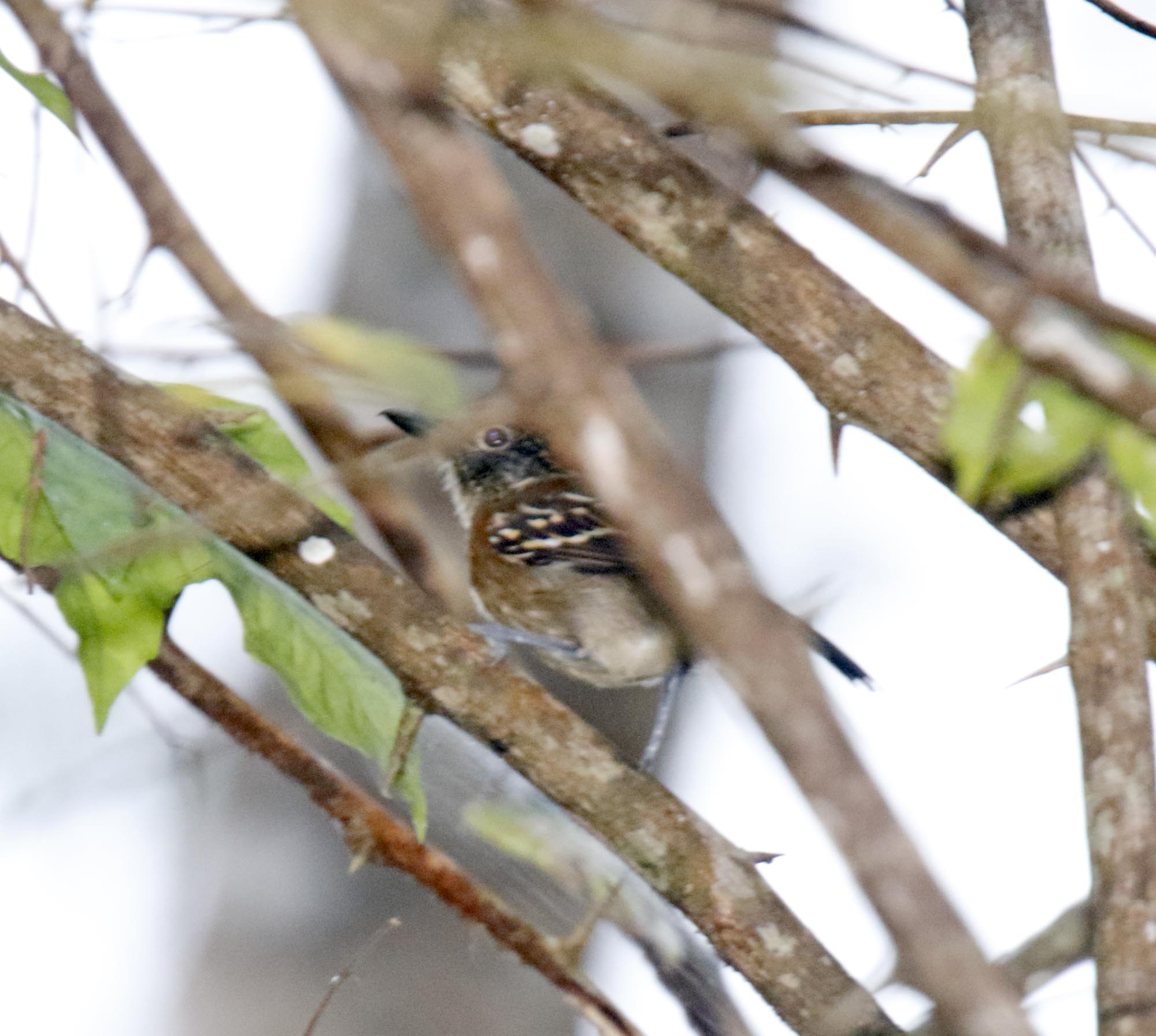 Dot-backed Antbird - female_9219.jpg