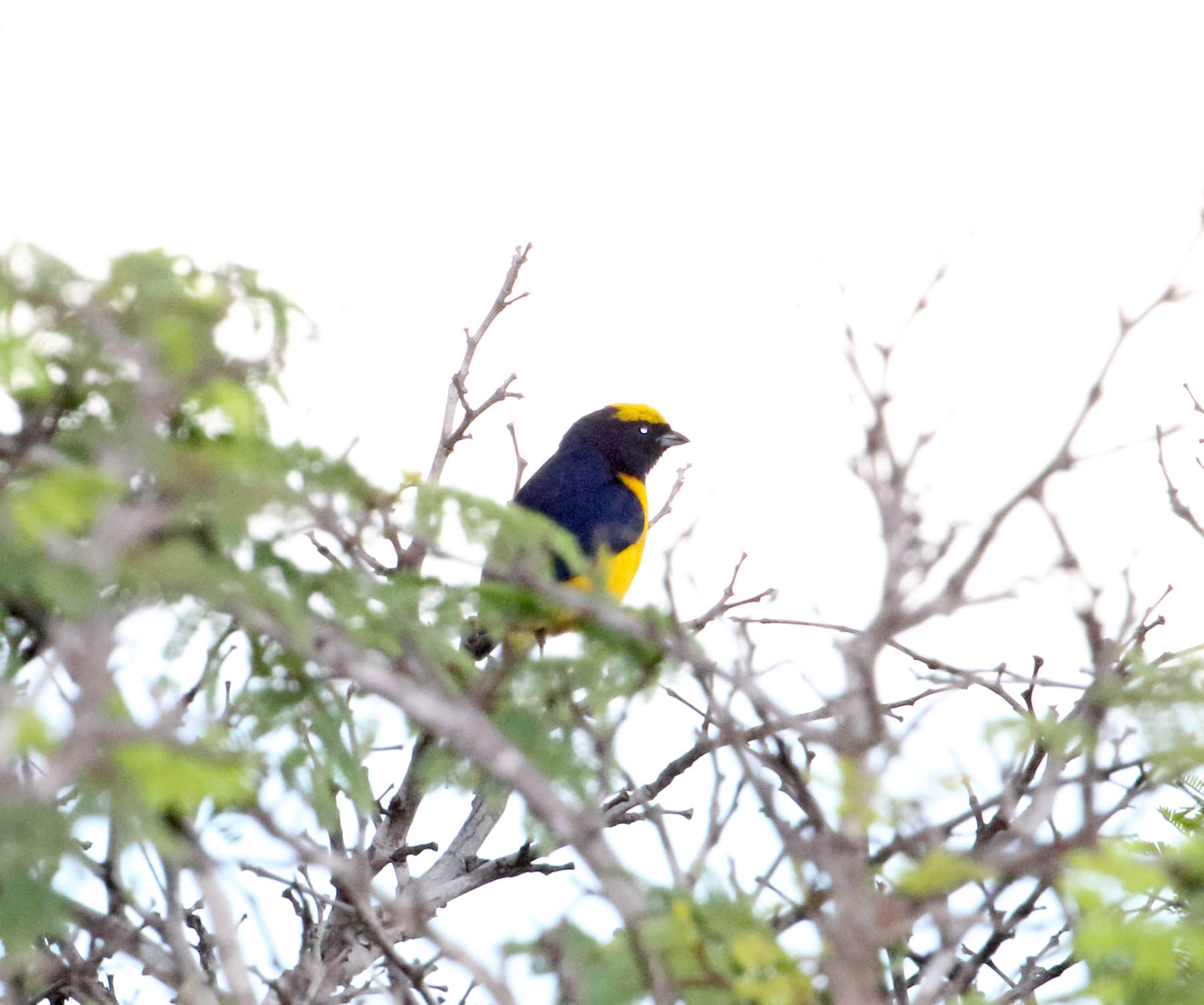 Trinidad Euphonia - male_5246.jpg