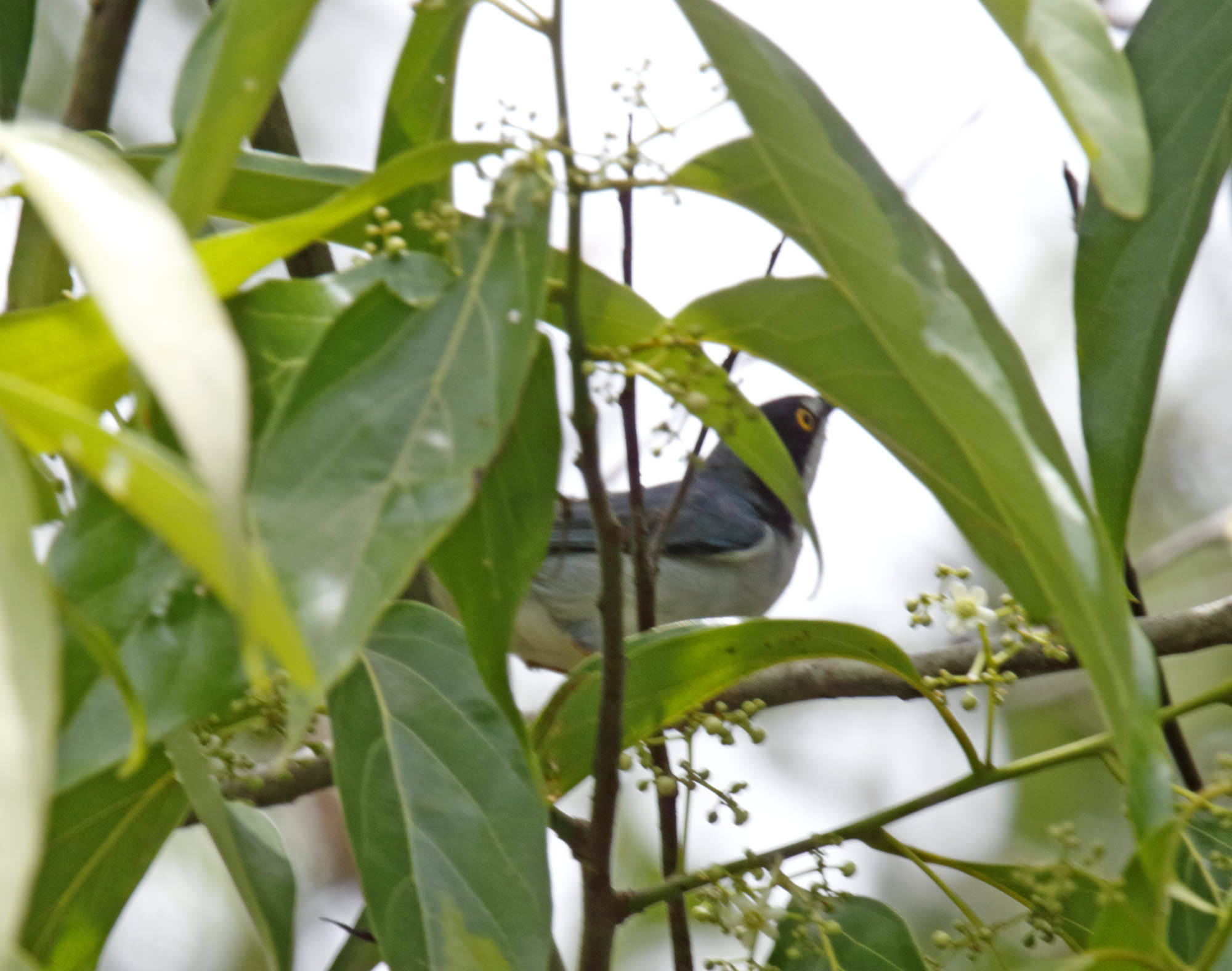 Hooded Tanager_9926.jpg