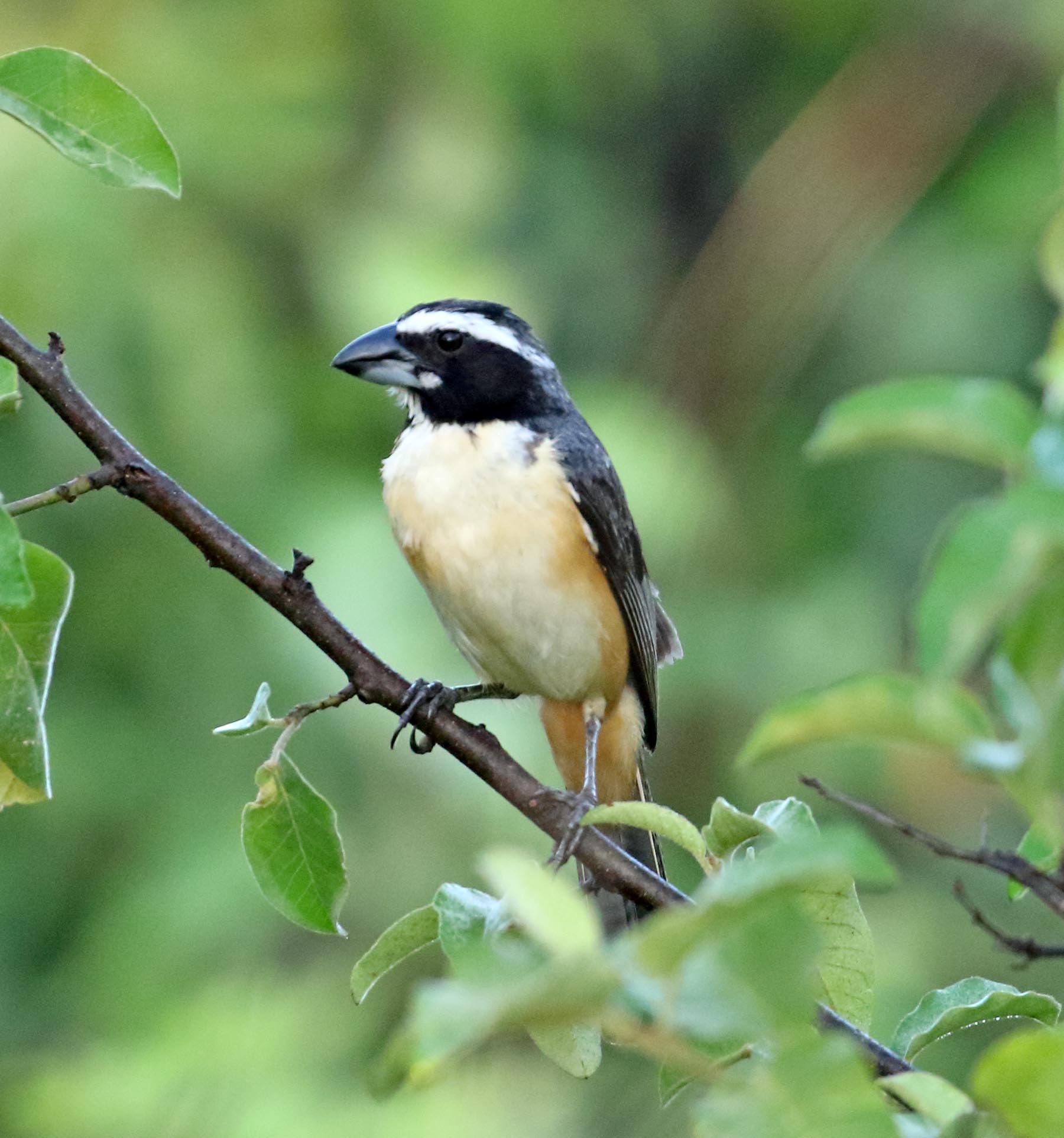 Orinoco Saltator_5425.jpg