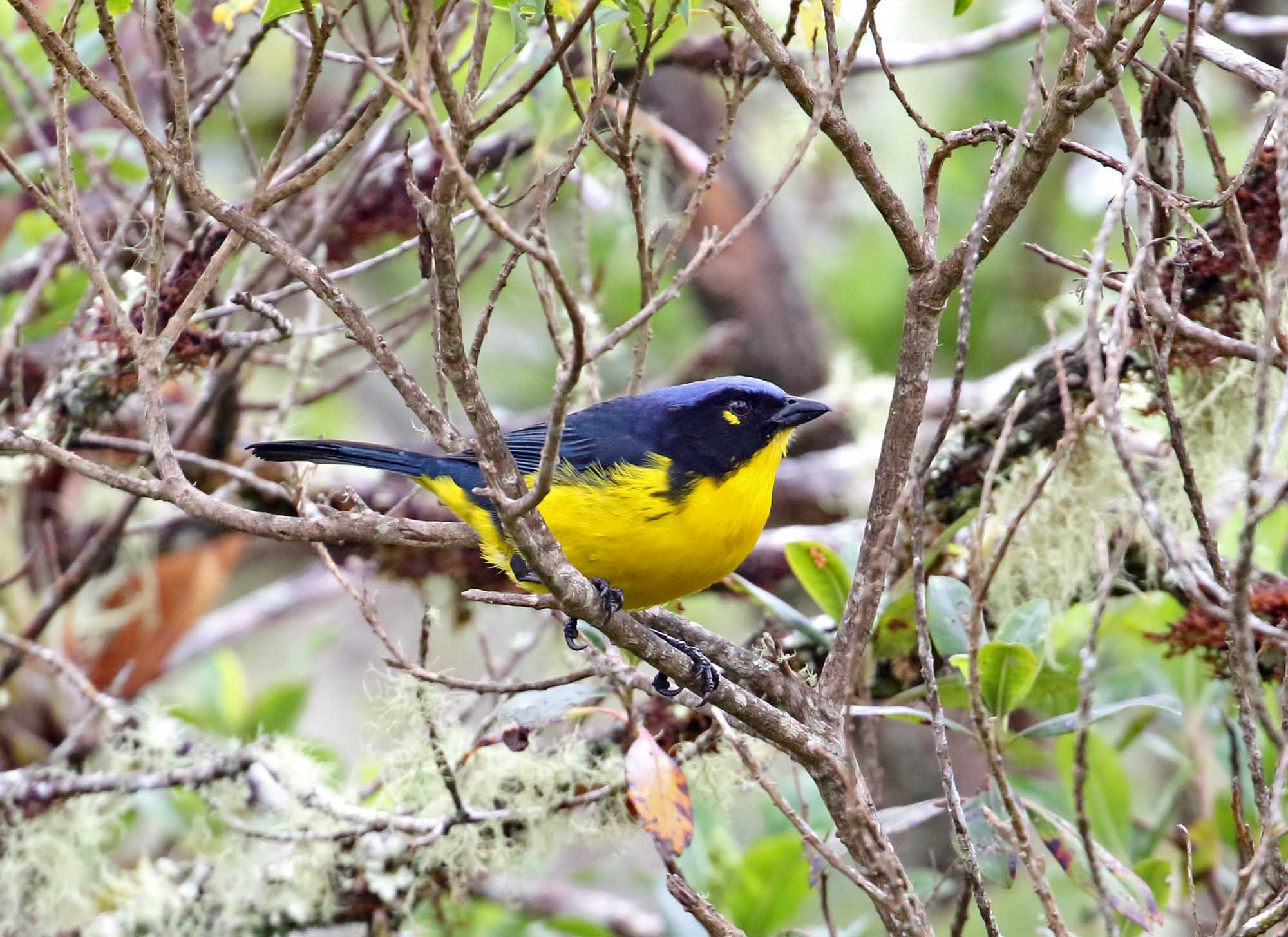 Santa Marta Mountain-Tanager_3714.jpg