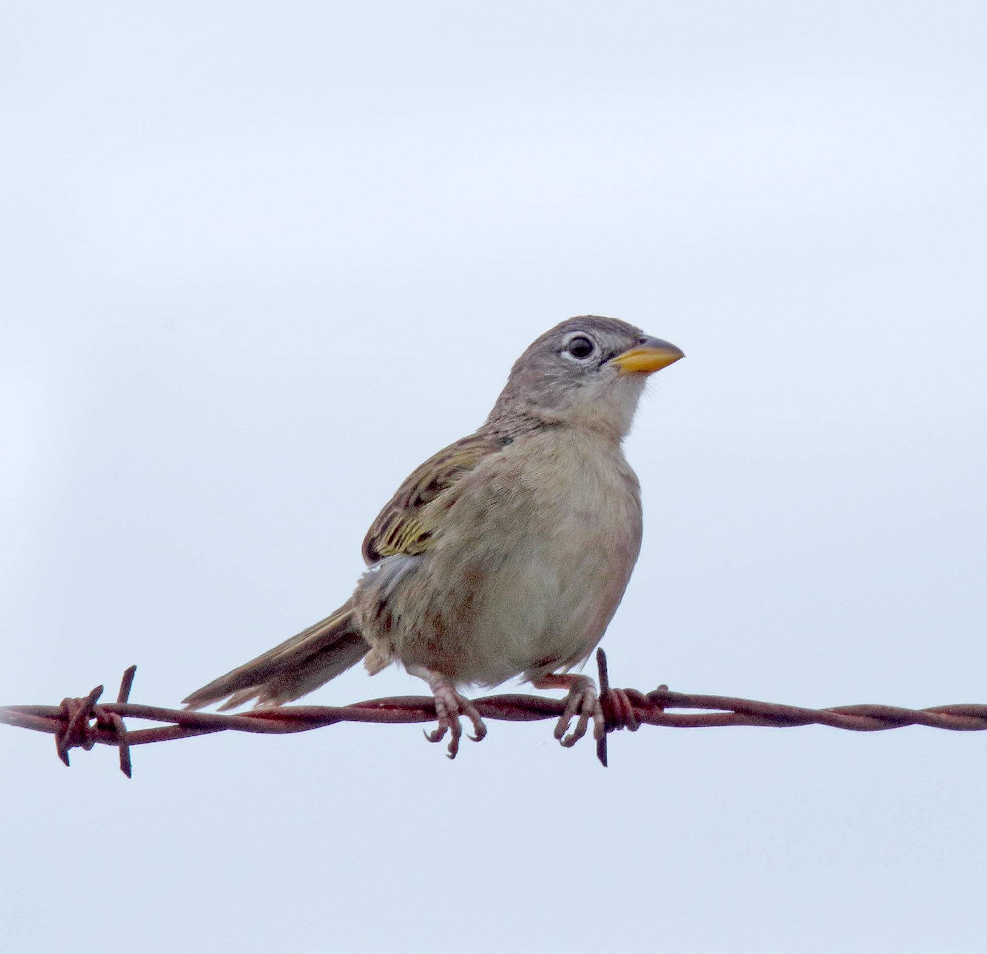 Wedge-tailed Grass-Finch_2177.jpg