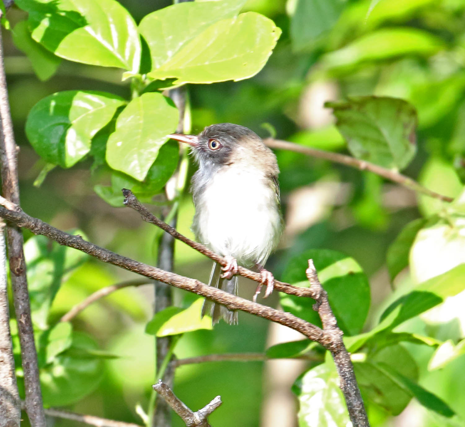 Pale-eyed Pygmy Tyrant_5656.jpg