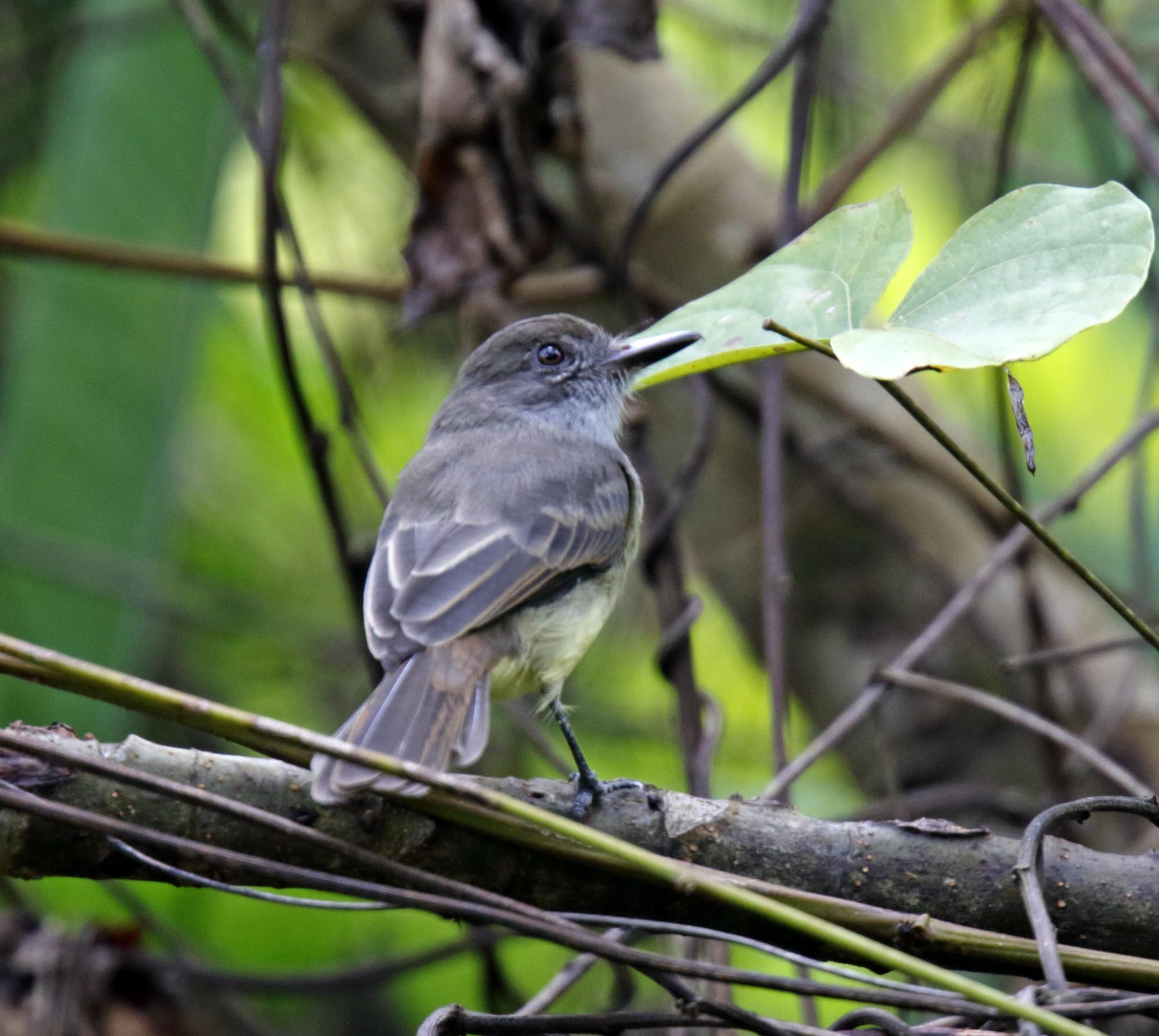 Short-crested Flycatcher_9597.jpg