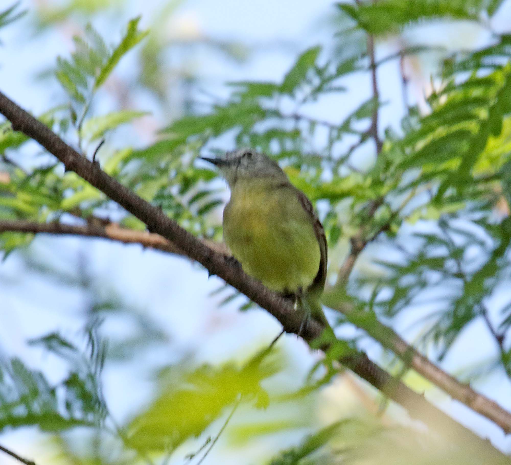 Slender-billed Inezia_5709.jpg