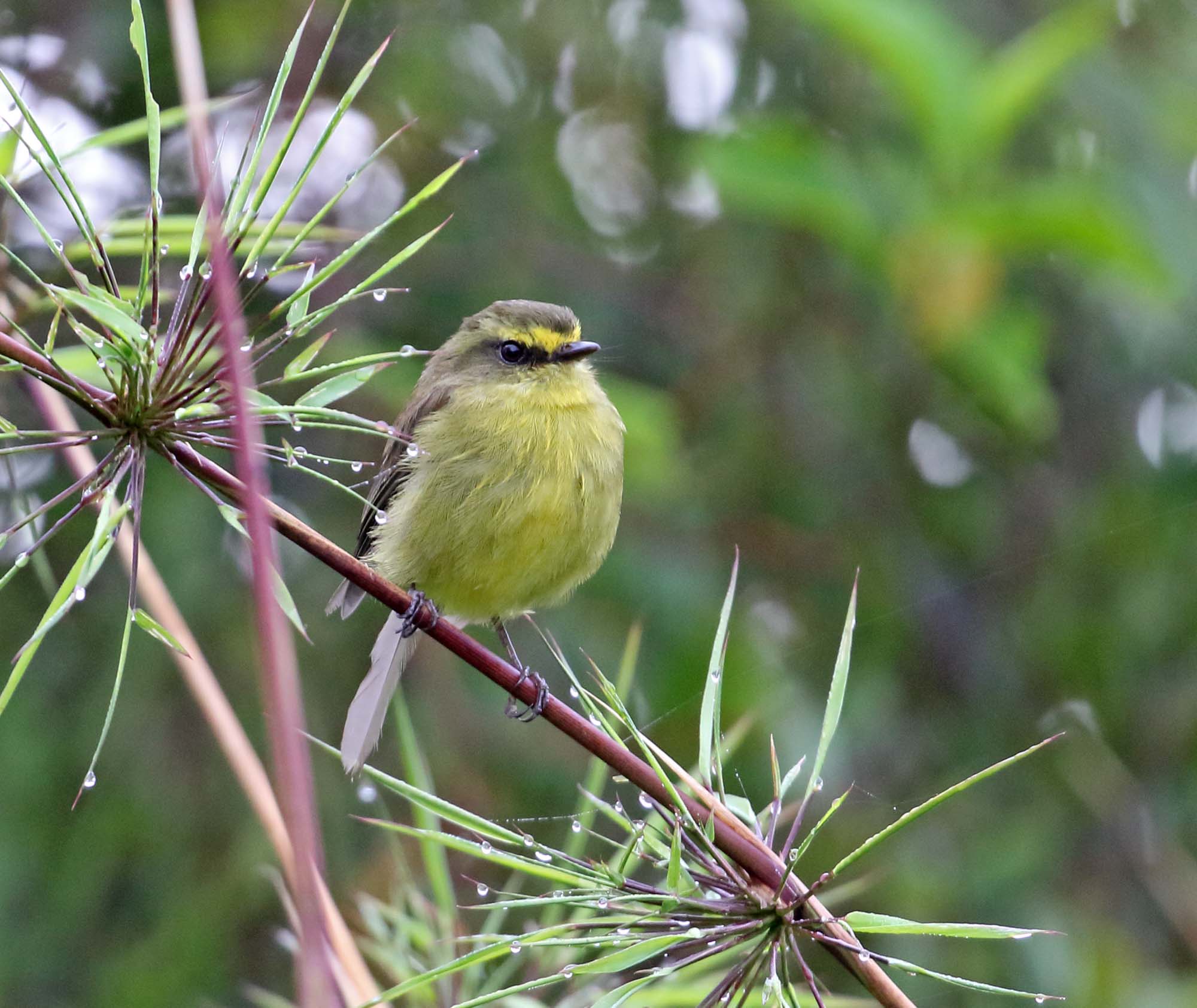 Yellow-bellied Chat-Tyrant_3652.jpg