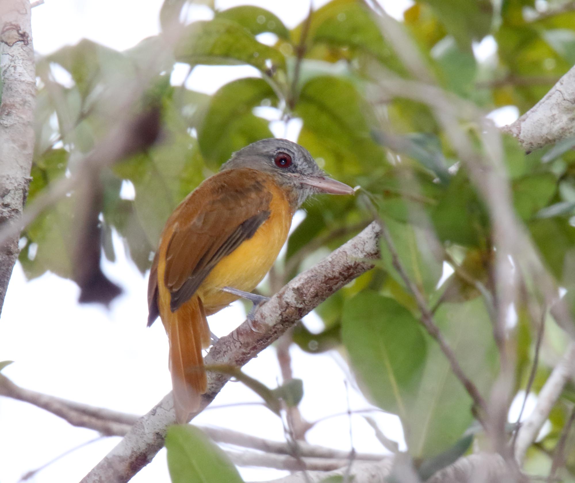 Citron-bellied Attila_2109.jpg