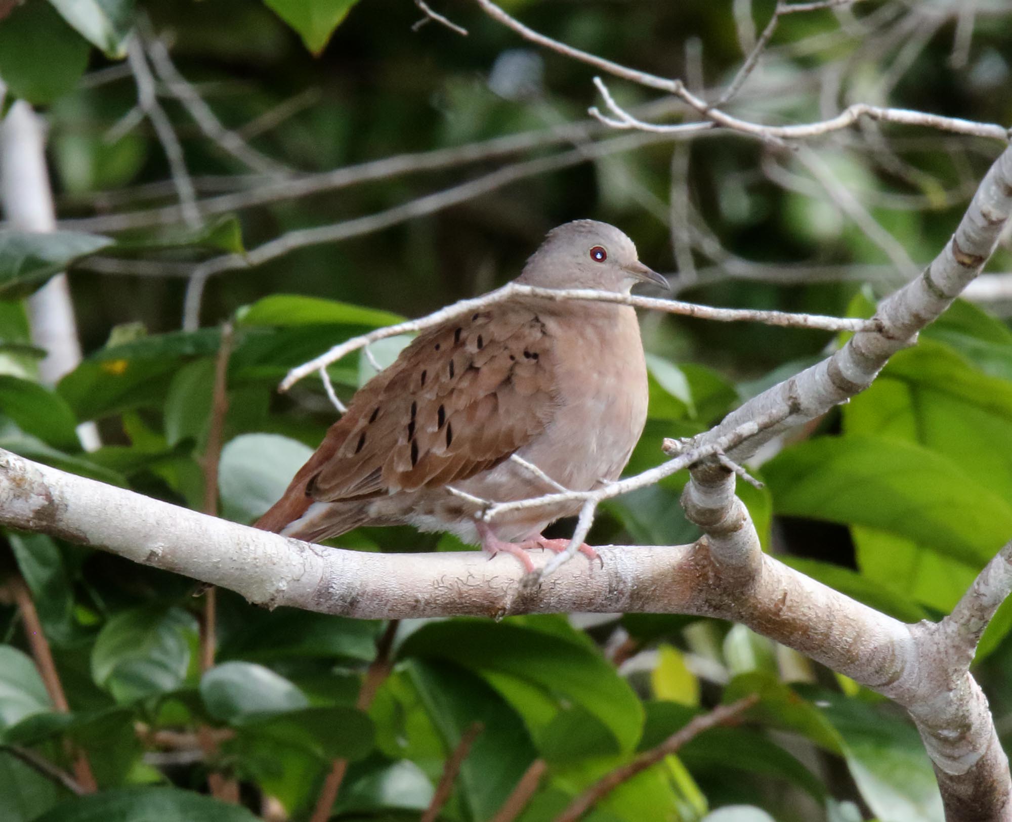 Ruddy Ground Dove_2074.jpg