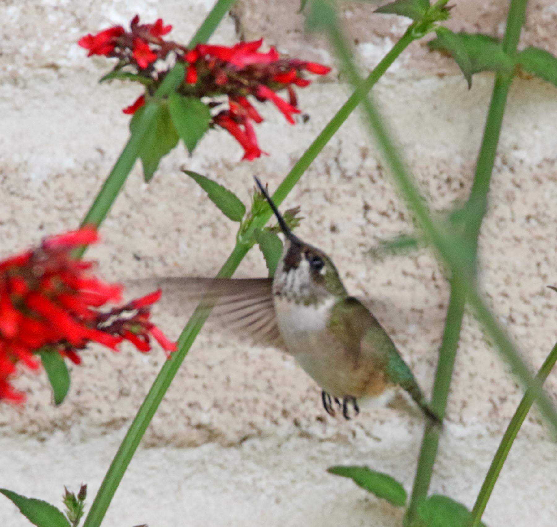New hummer_7710.jpg