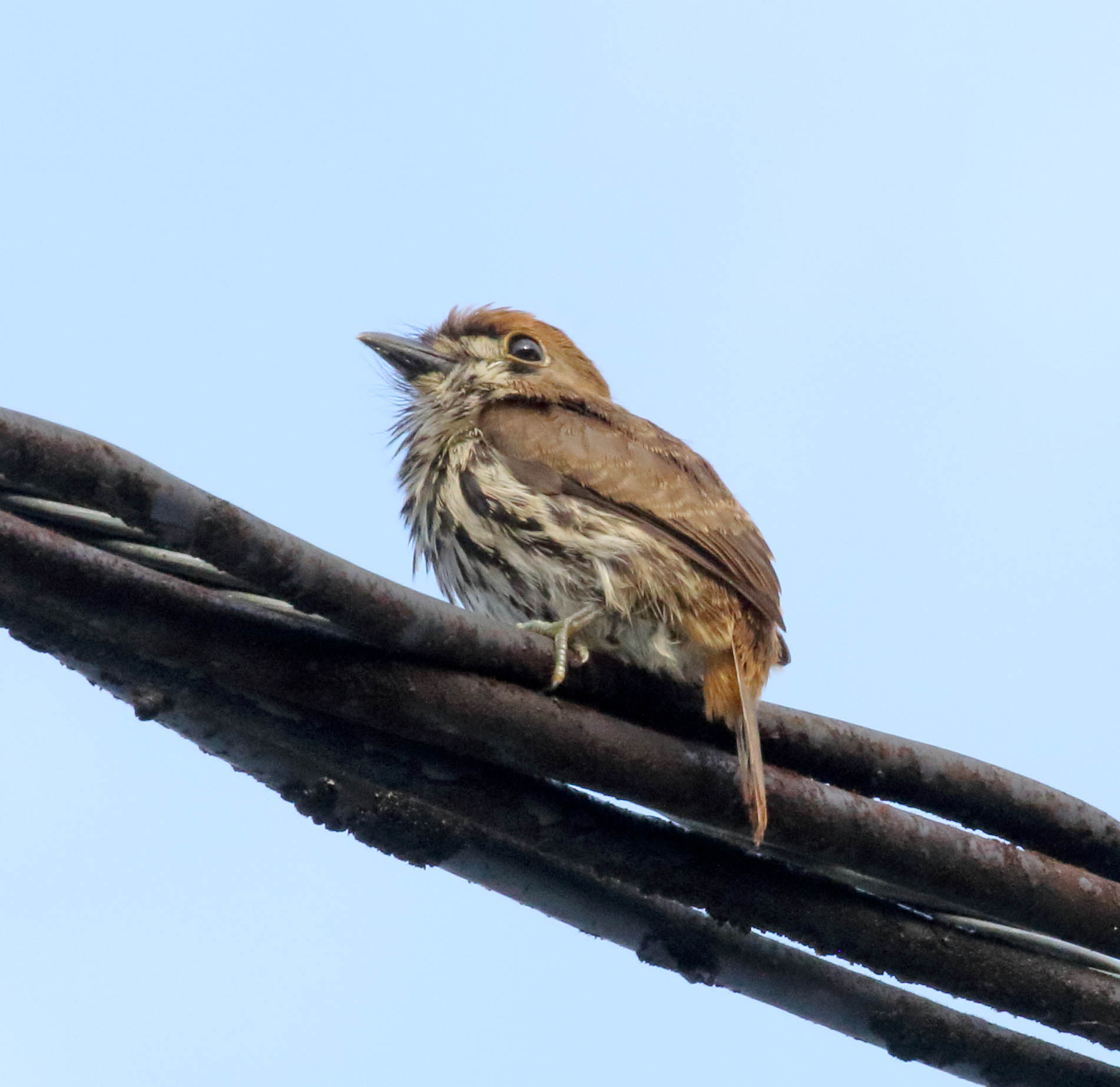 Lanceolated Monklet_9567.jpg