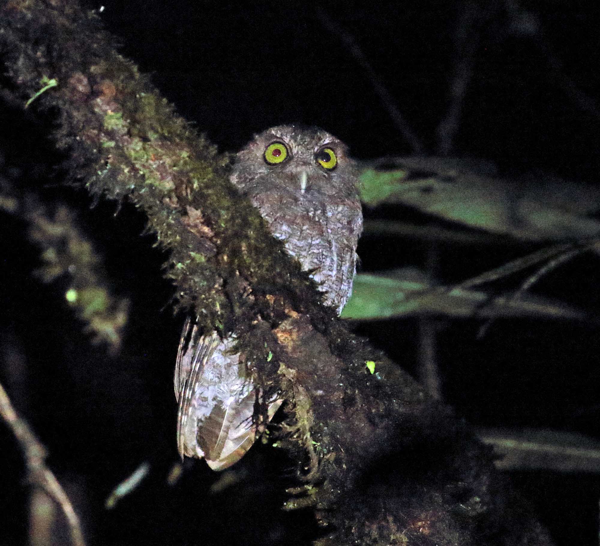 Choco Screech Owl_9193.jpg