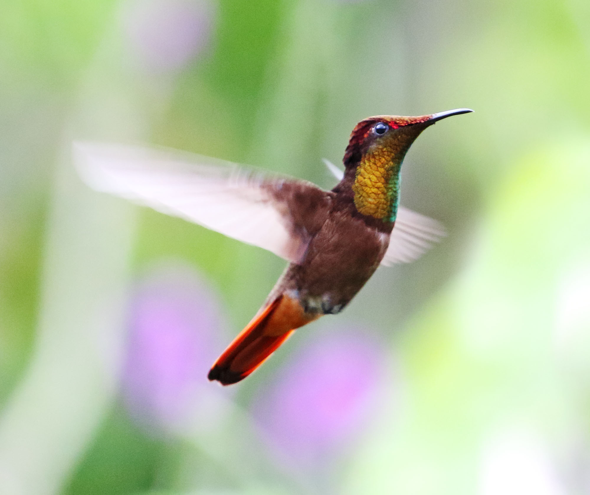 Ruby-topaz Hummingbird - male_2886.jpg