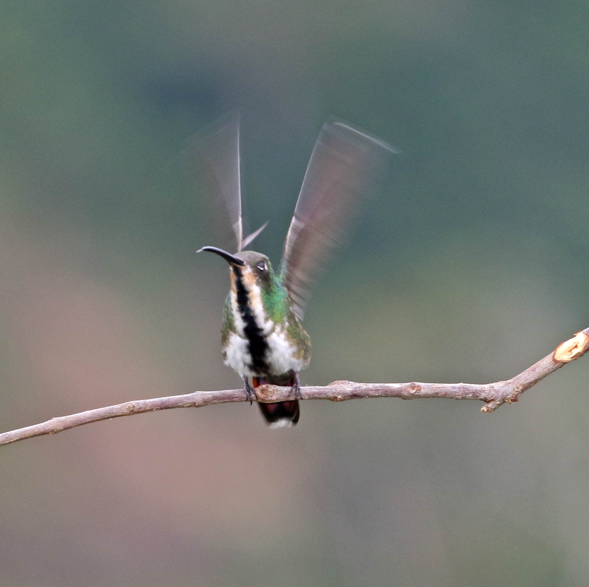 Black-throated Mango - female_2457.jpg