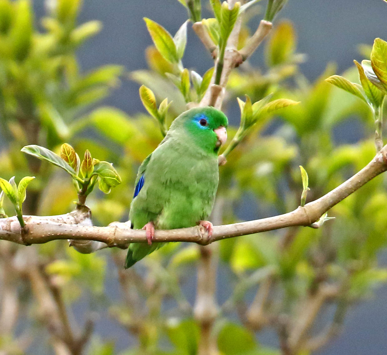 Spectacled Parrotlet_3142.jpg