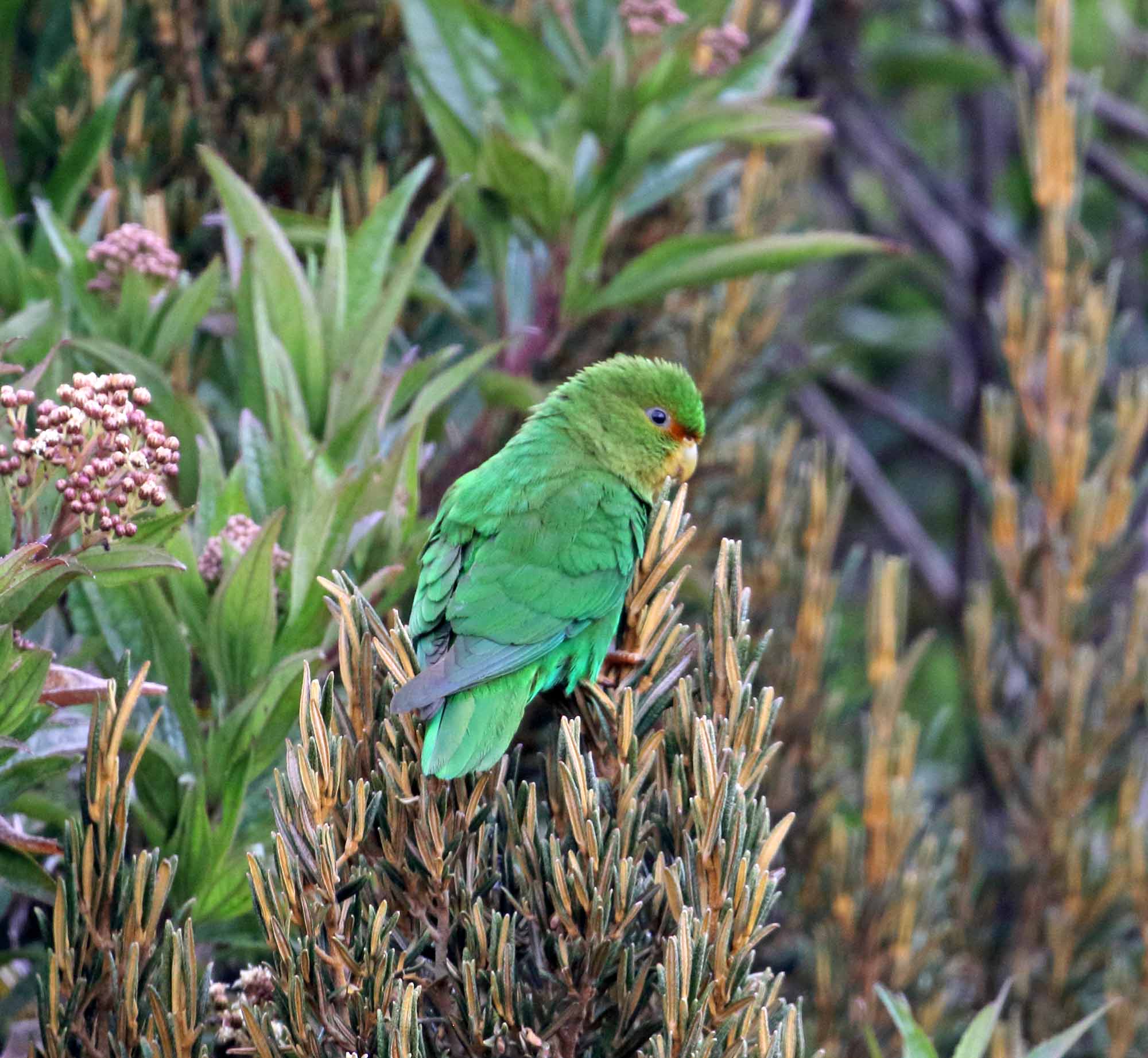 Rufous-fronted Parakeet_0431.jpg