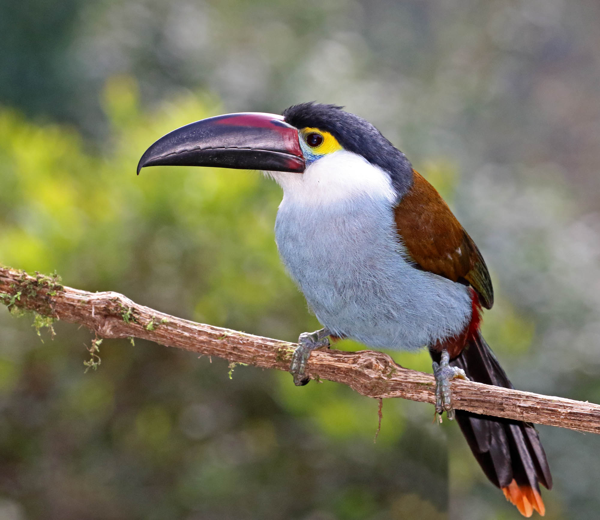 Black- billed Mountain-Toucan_0795.jpg