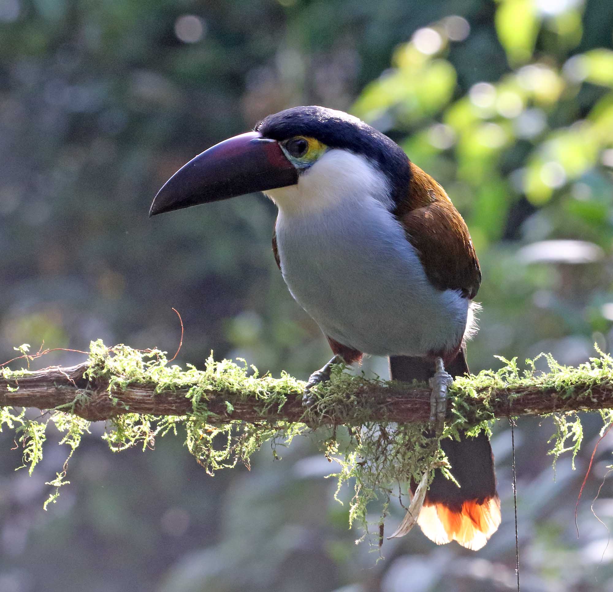 Black- billed Mountain-Toucan_0729.jpg