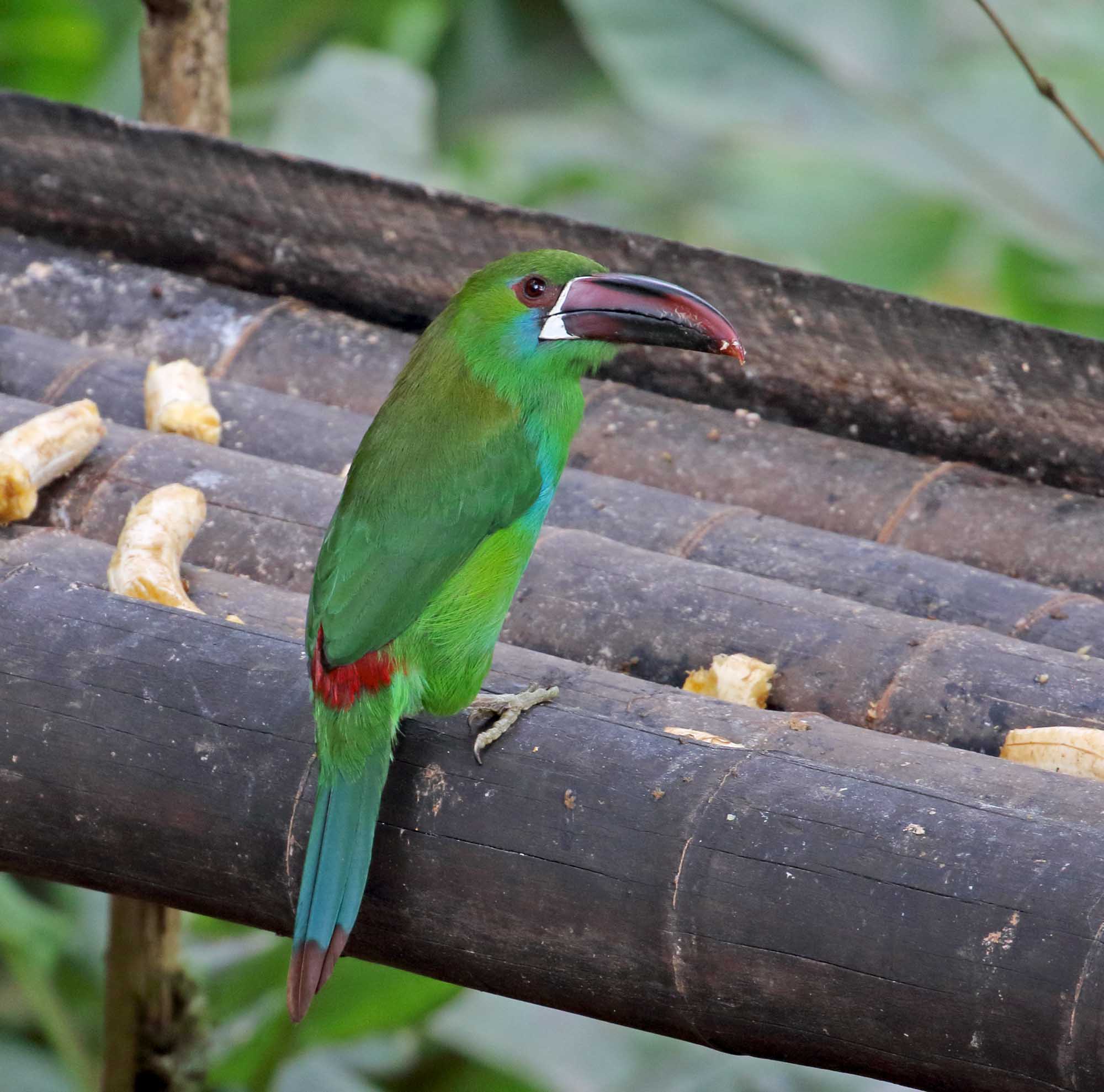 Crimson-rumped Toucanet_8576.jpg
