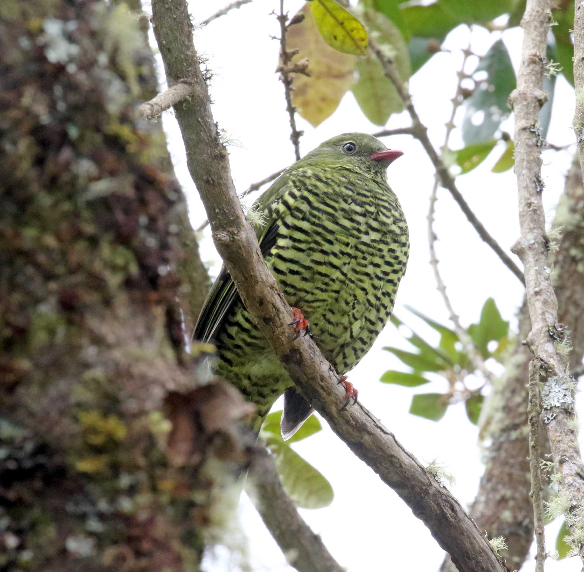 Barred Fruiteater - female_0267.jpg