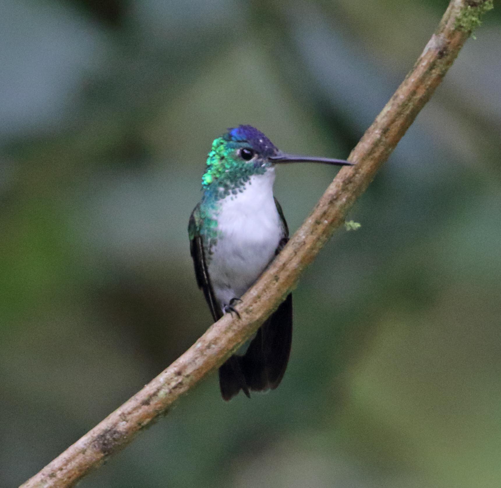 Andean Emerald_8207.jpg