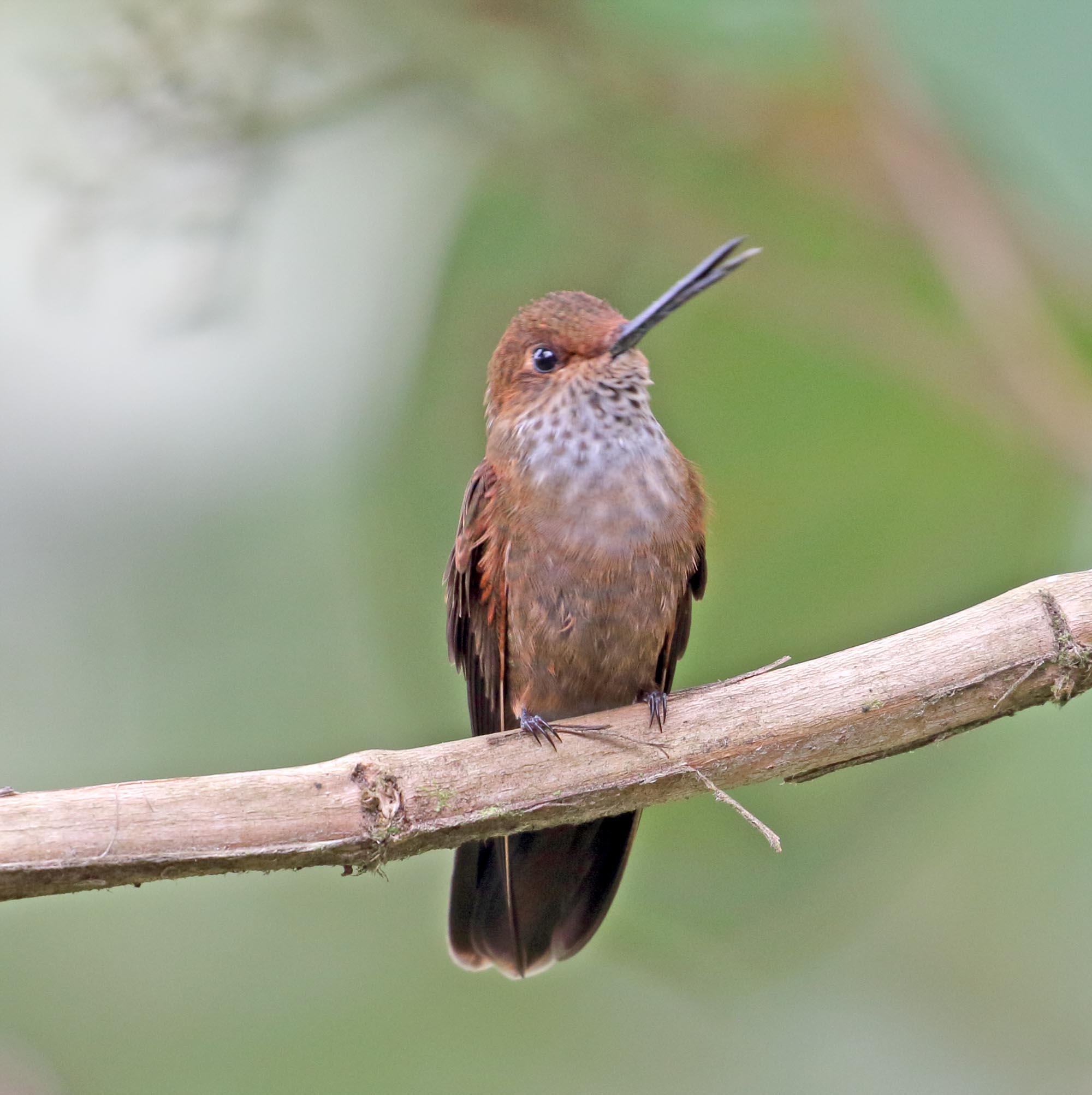Bronzy Inca_8679.jpg
