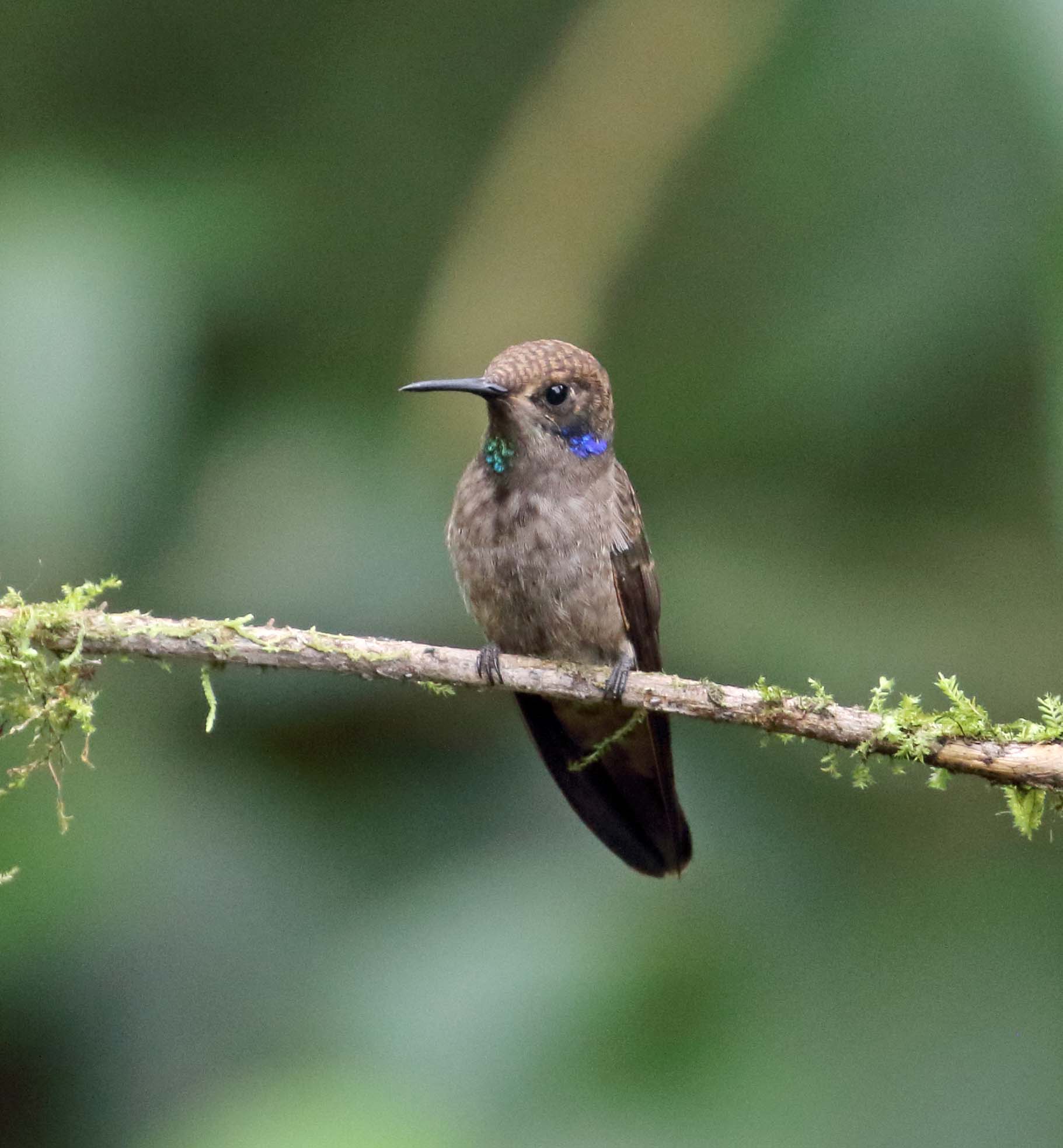 Brown Violetear_8122.jpg