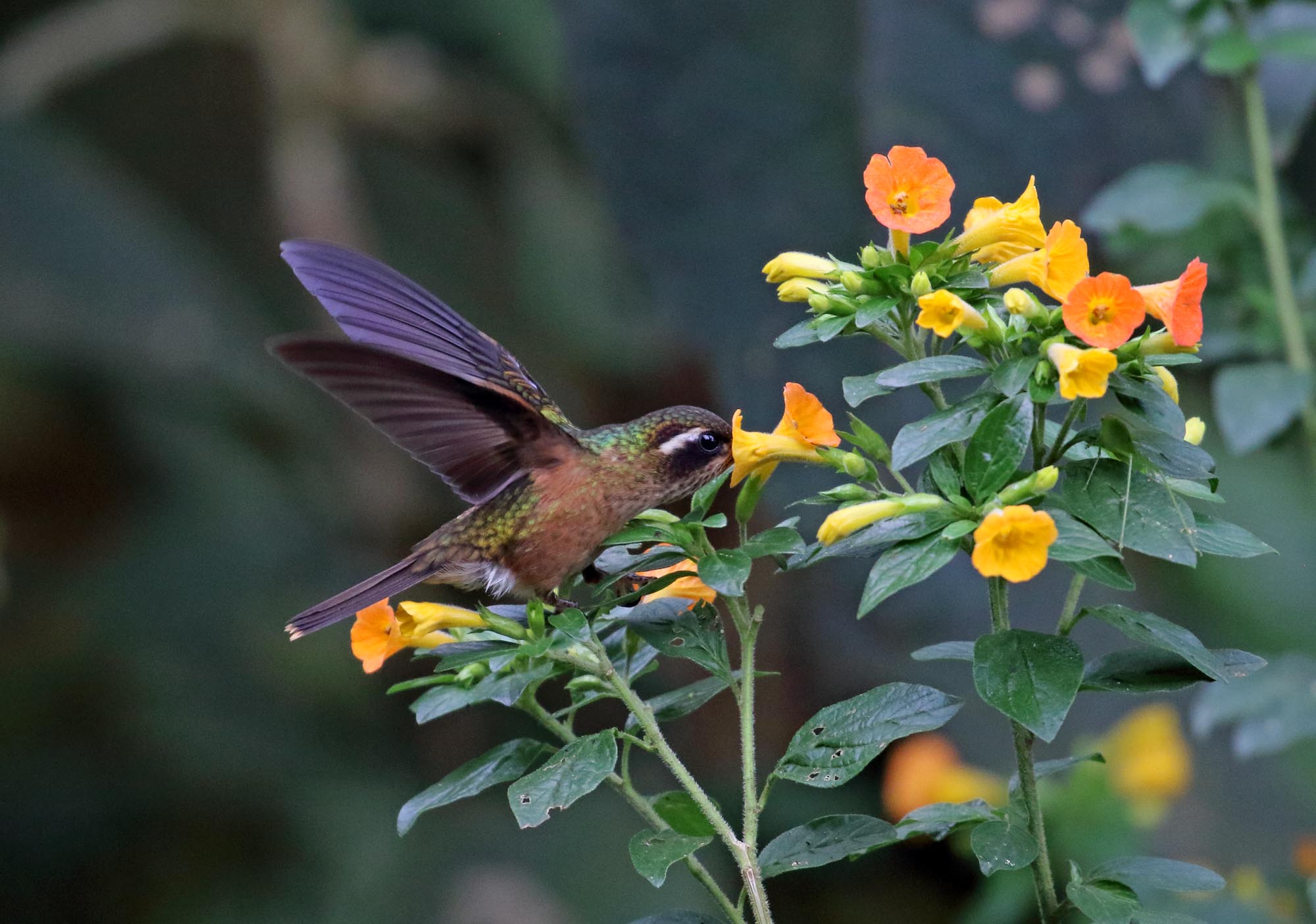 Speckled Hummingbird_8047.jpg