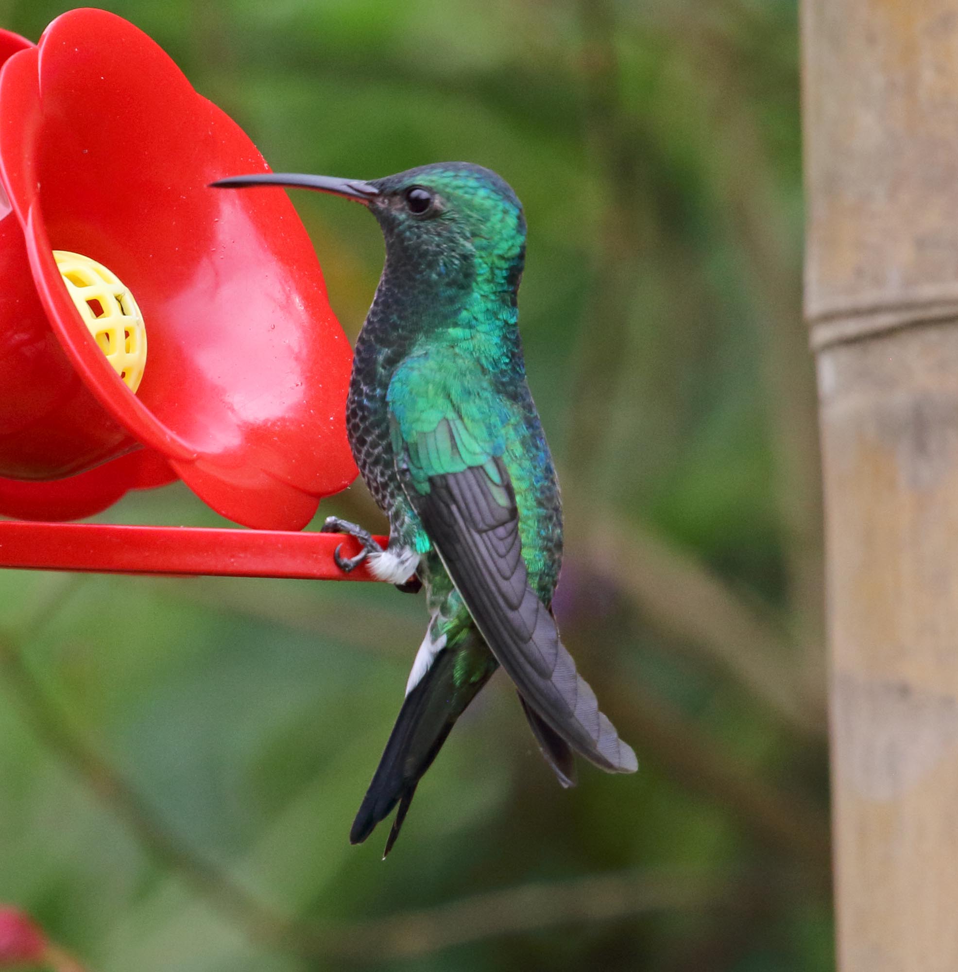 Red-billed Emerald - male_2433.jpg