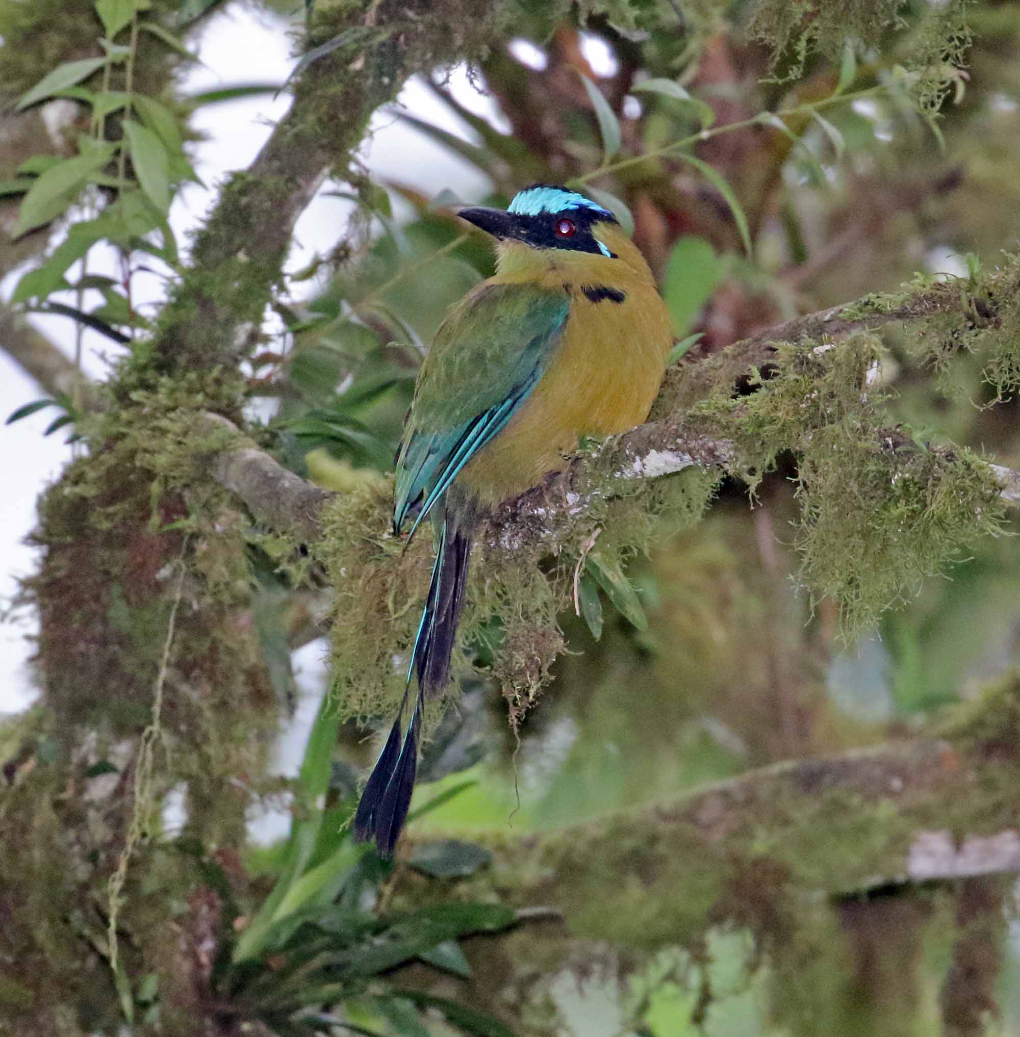 Andean Motmot_8316.jpg