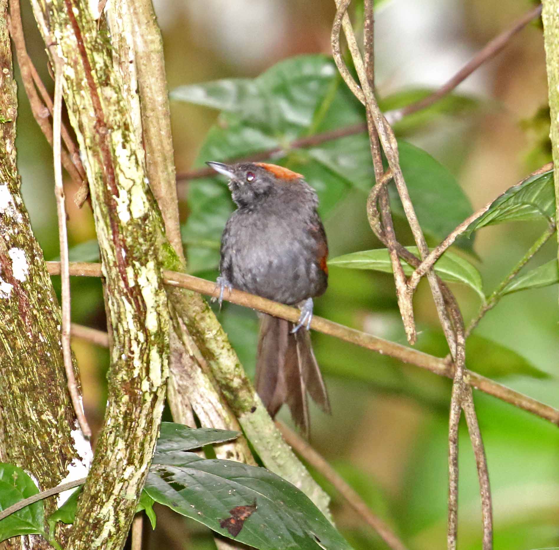 Slaty Spinetail_4110.jpg