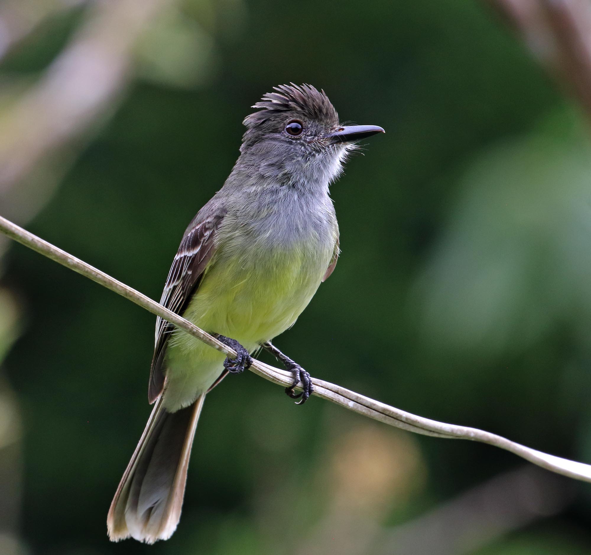 Apical Flycatcher_2376.jpg