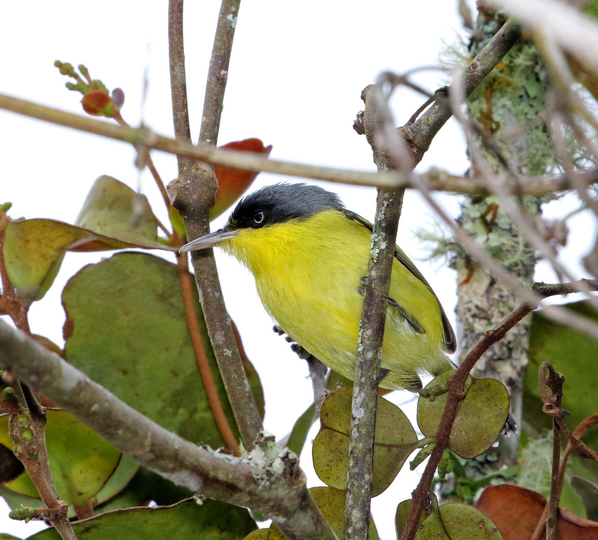 Common Tody-Flycatcher_3667.jpg