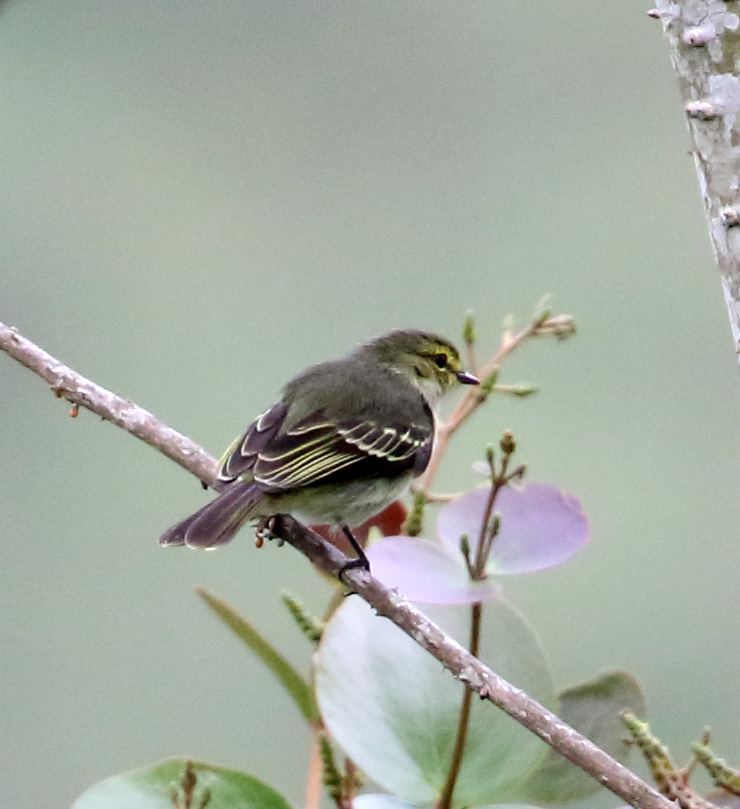 Golden-faced Tyrannulet_3099.jpg