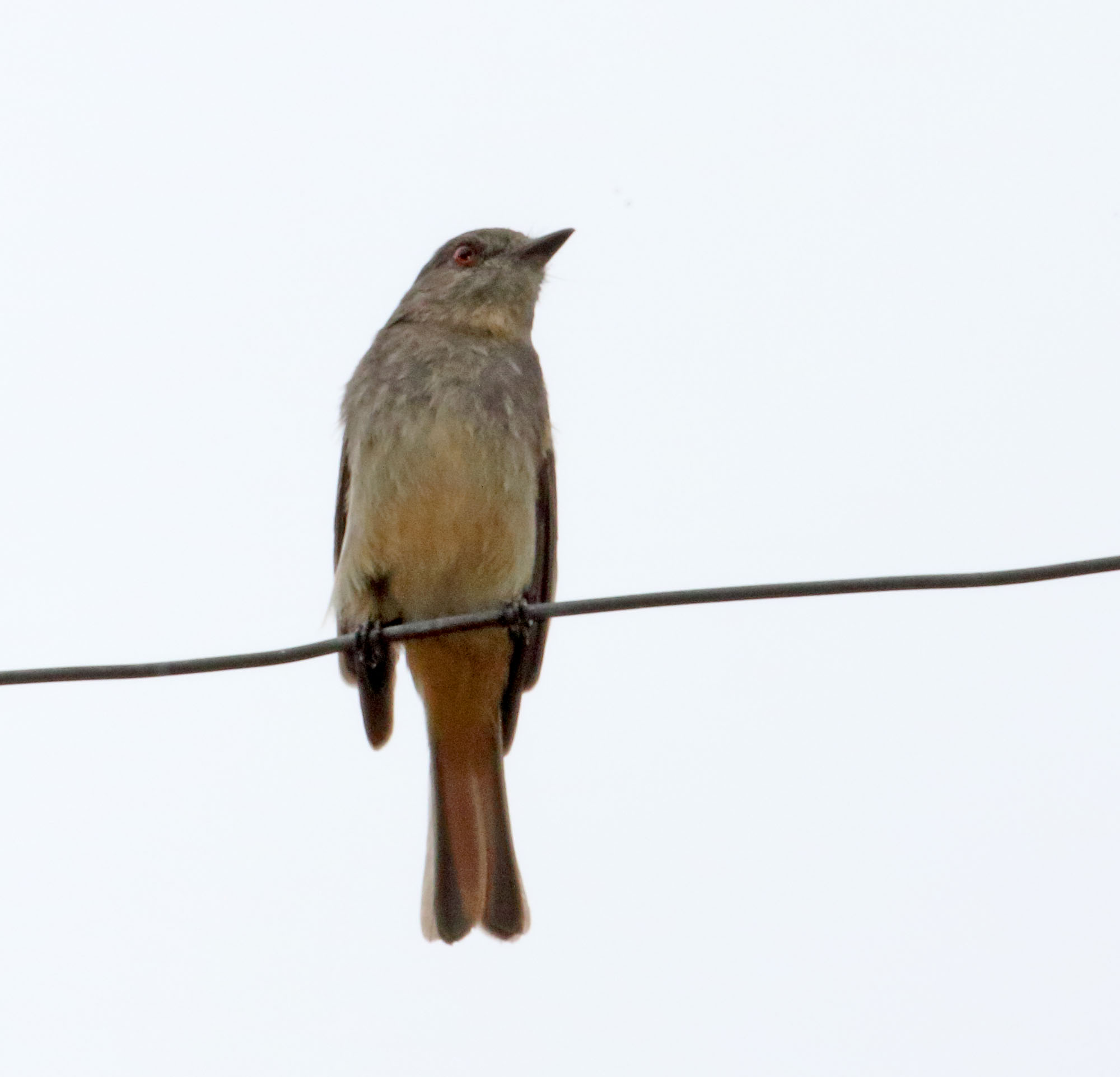 Rufous-tailed Tyrant_3566.jpg