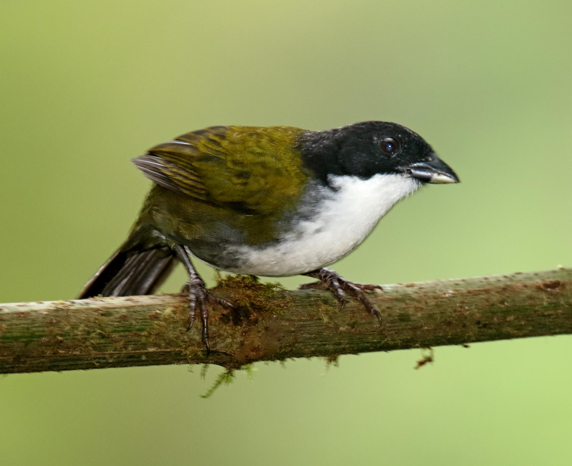 Black-headed Brushfinch_9432.jpg
