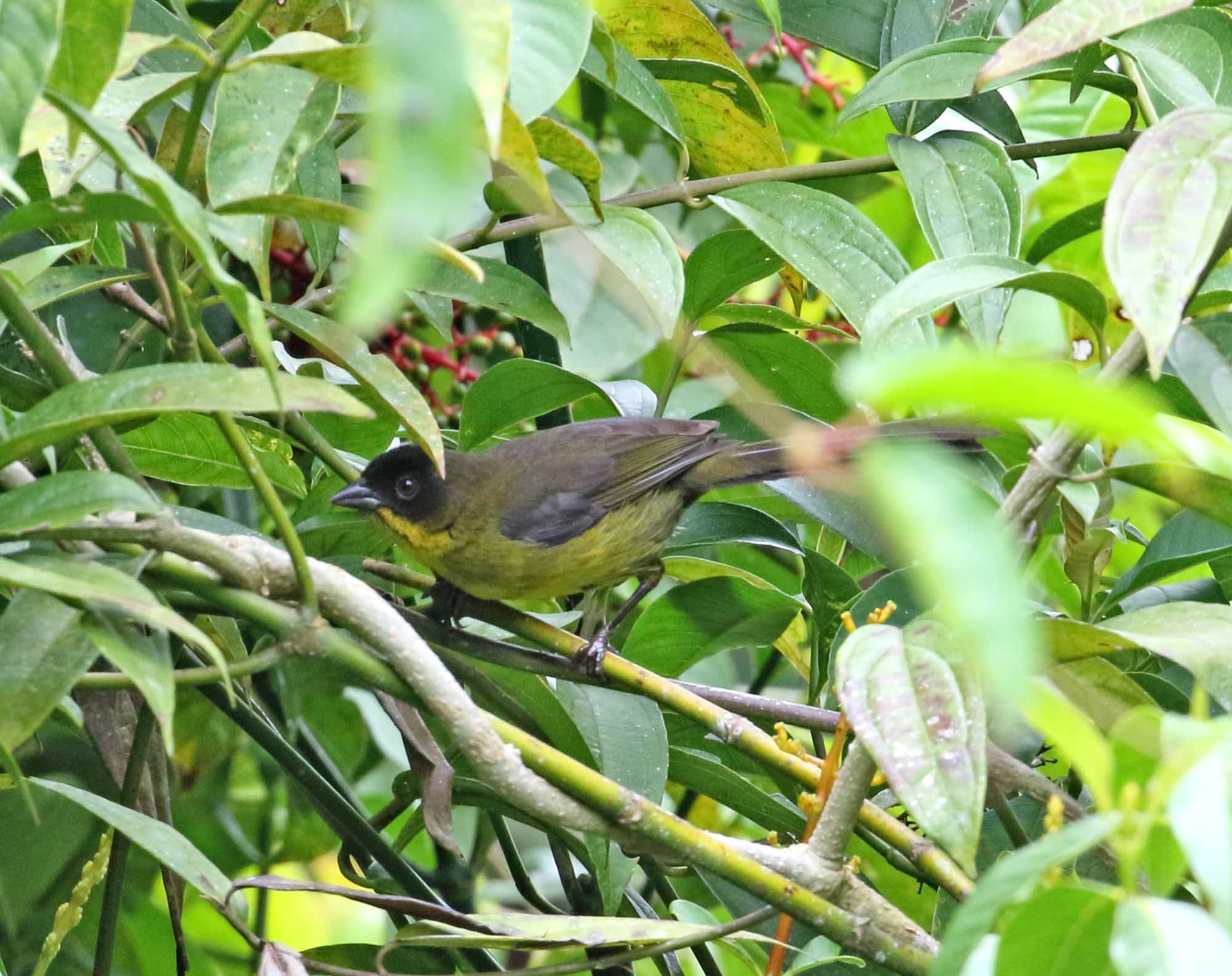 Dusky-headed Brushfinch_4158.jpg