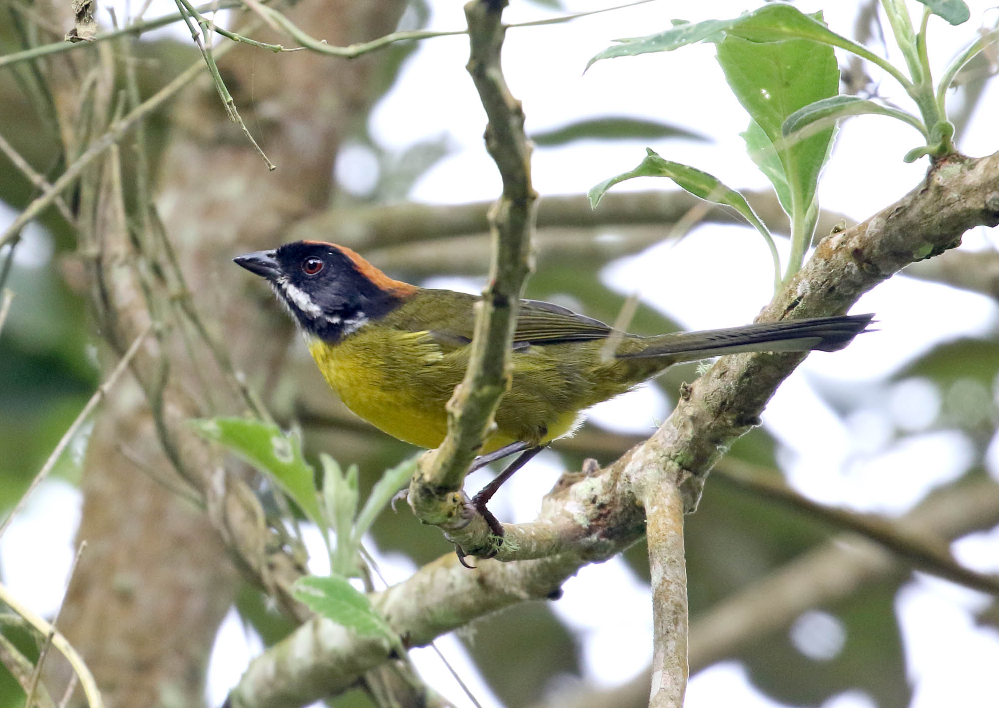Moustached Brushfinch_4264.jpg