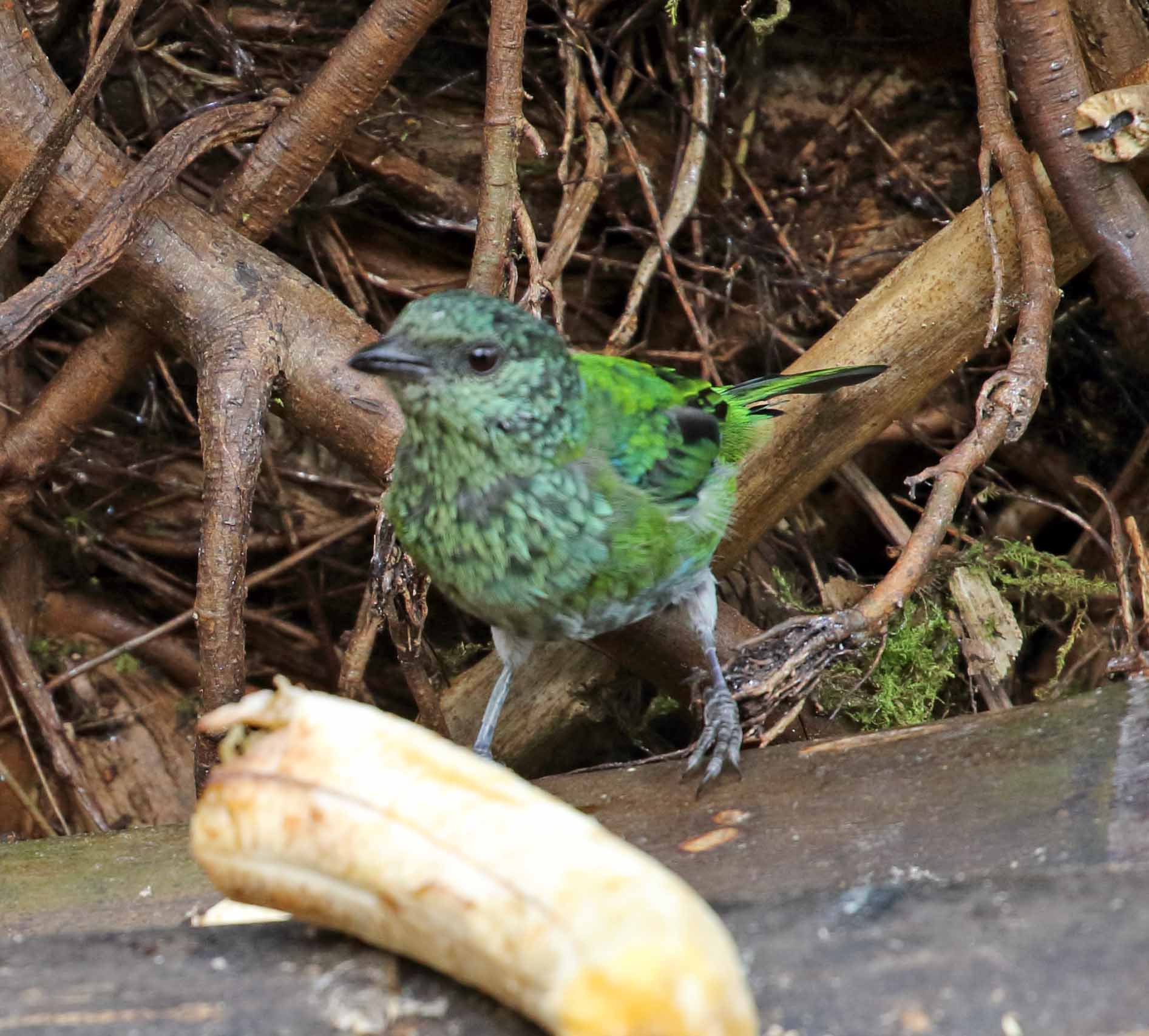 Black-capped Tanager - female_8607.jpg