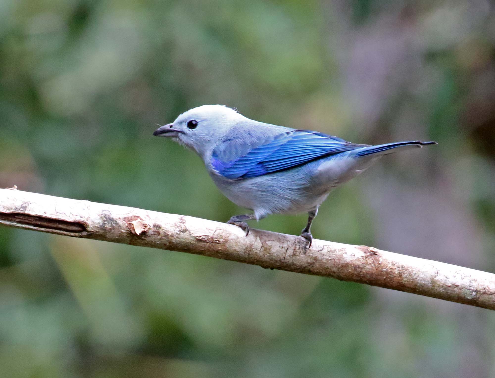 Blue-grey Tanager_2024.jpg