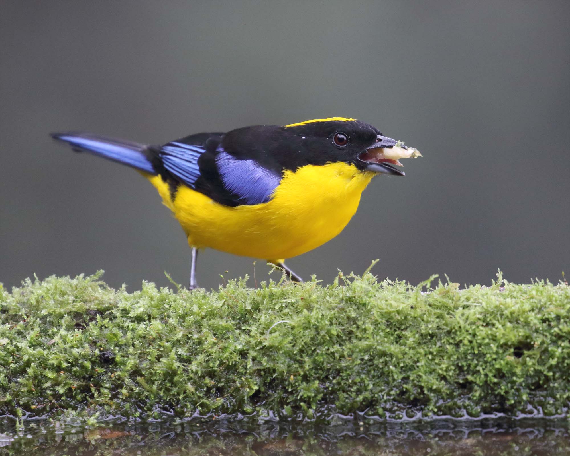 Blue-winged Mountain-Tanager_7894.jpg