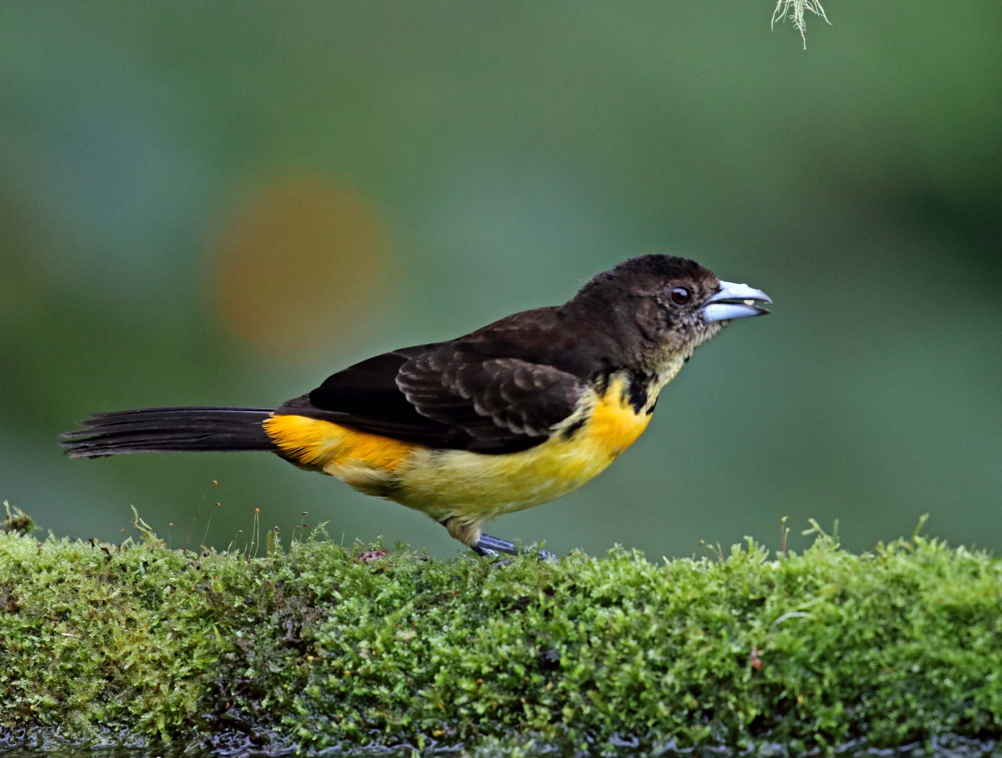 Flame-rumped Tanager - male_8150.jpg