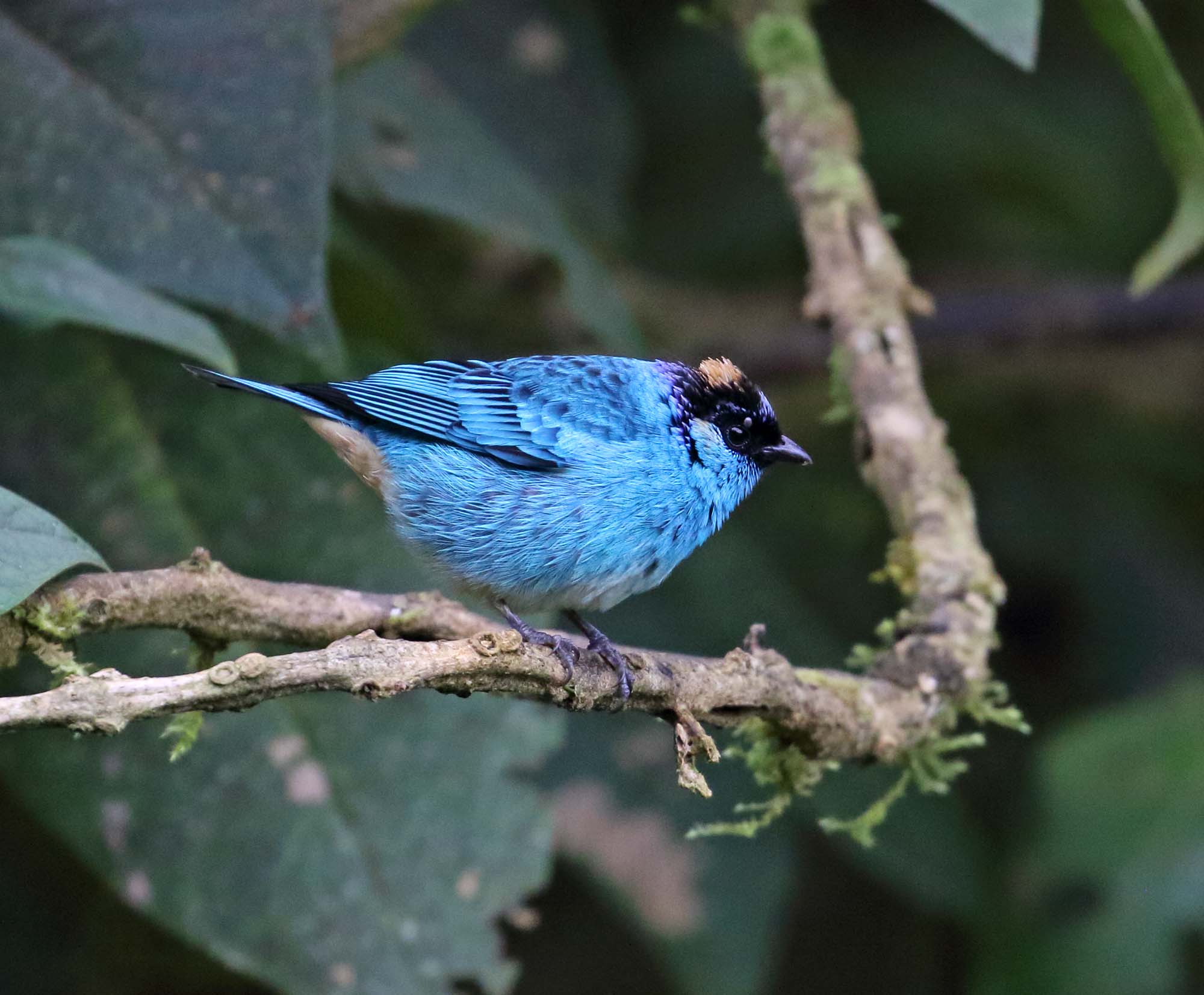 Golden-naped Tanager_8159.jpg