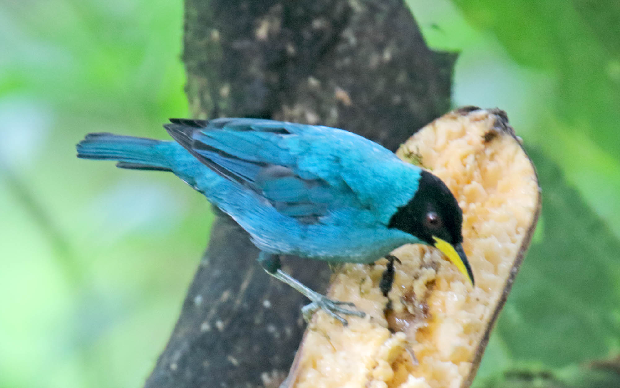 Green Honeycreeper - male_8730.jpg