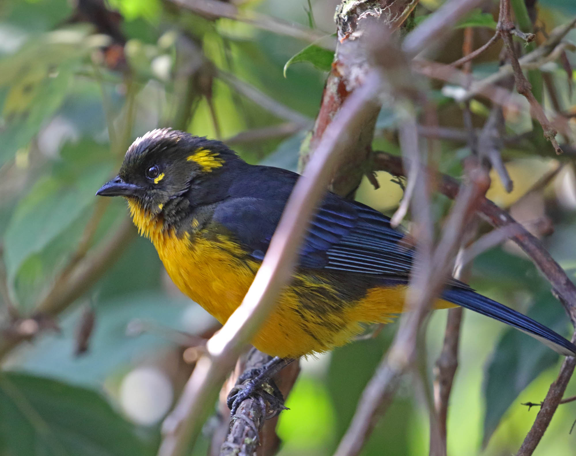 Lachrimose Mountain-Tanager_0702.jpg