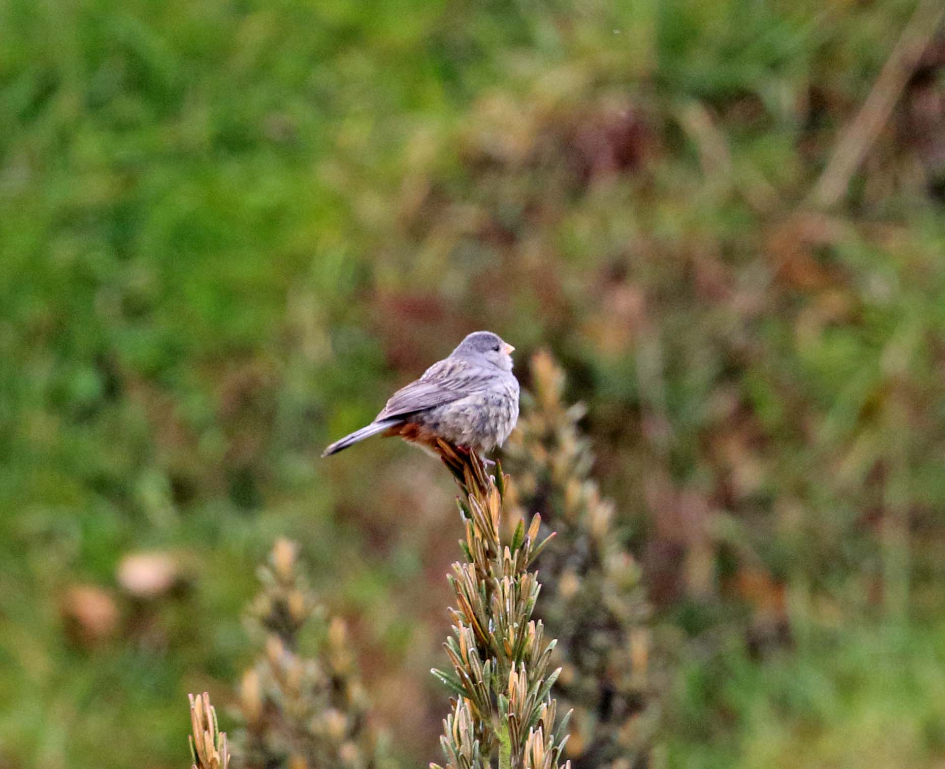 Plain-colored Seedeater male_0501.jpg