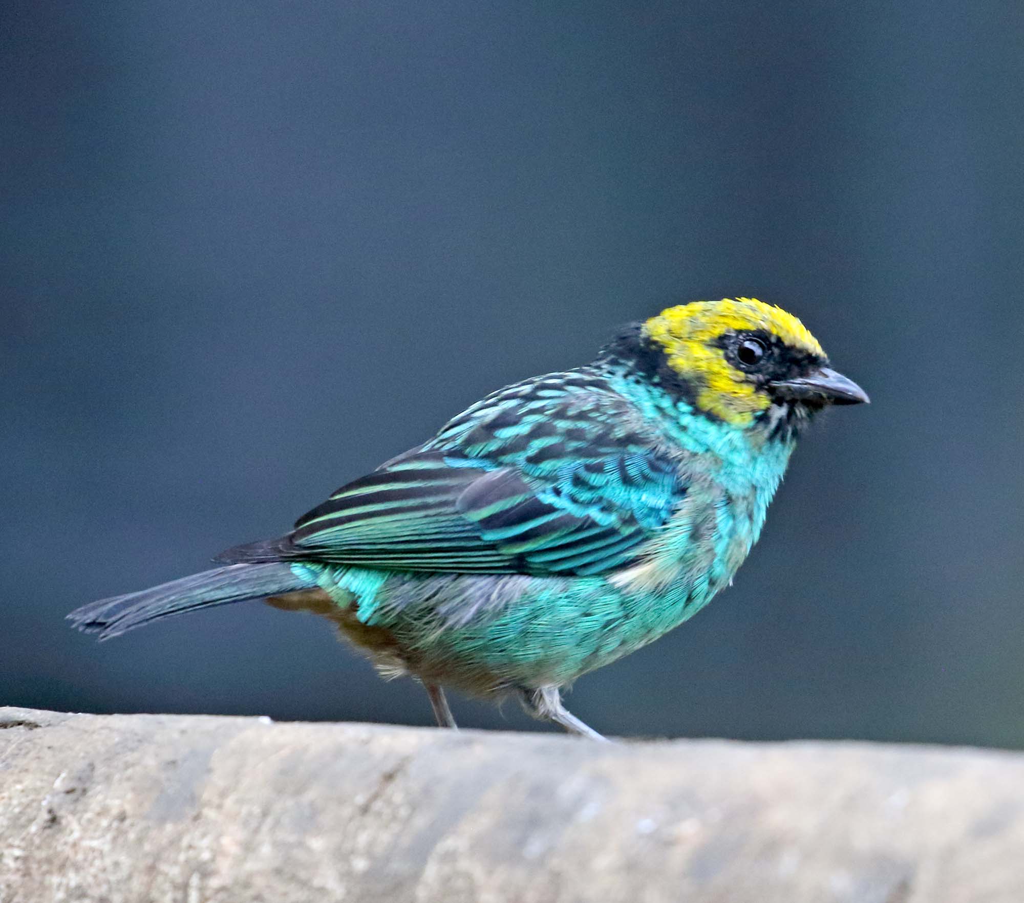 Saffron-crowned Tanager_7901.jpg