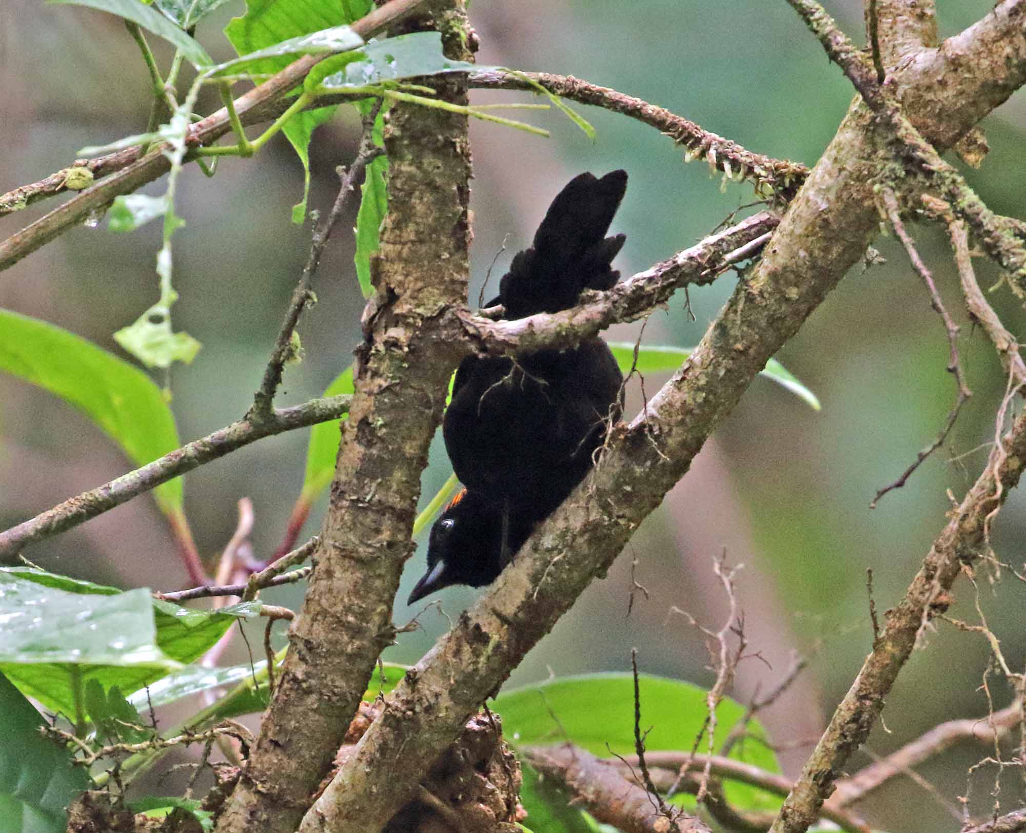 Tawny-crested Tanager - male_9471.jpg