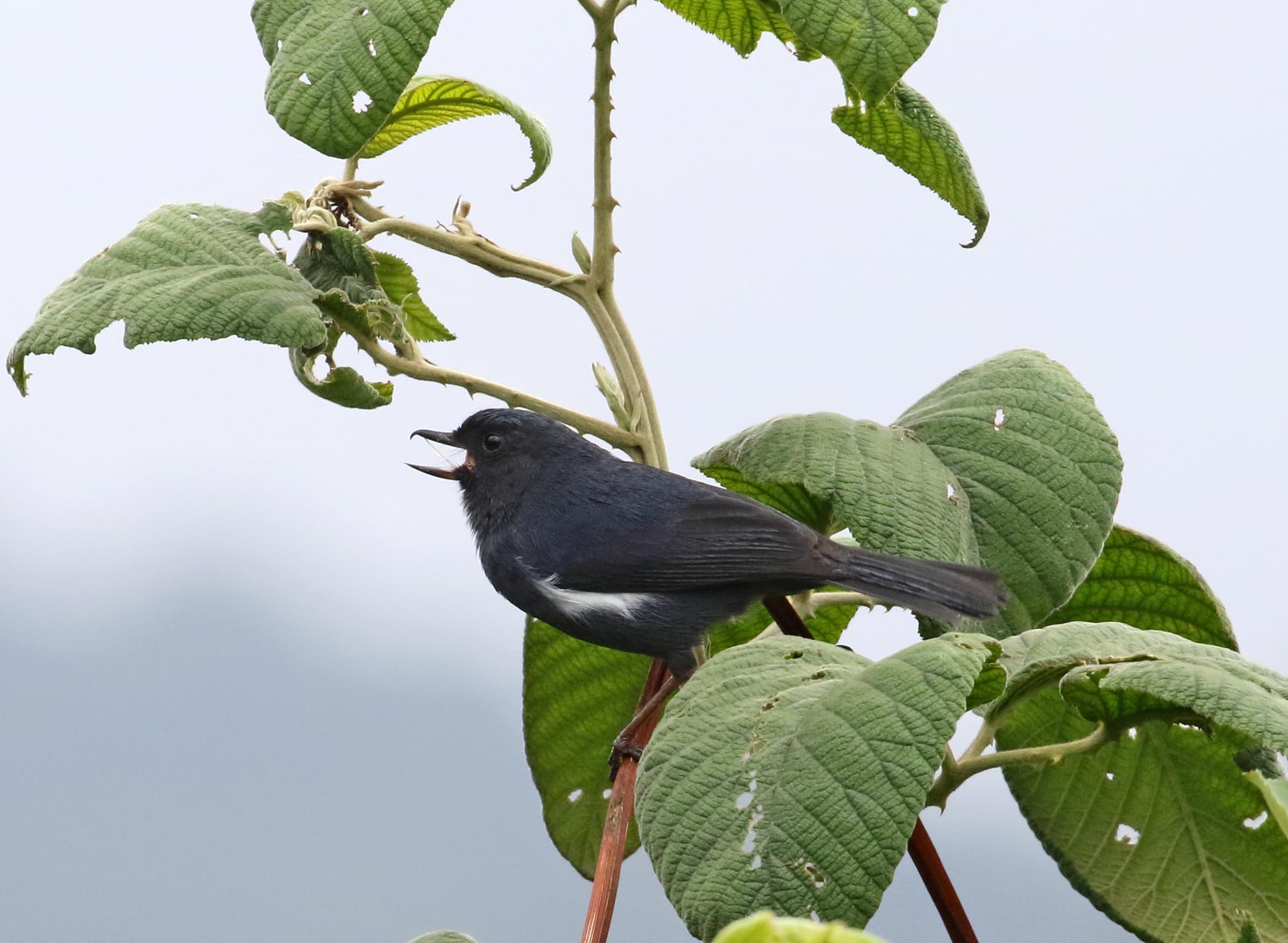 White-sided Flowerpiercer - male_0959.jpg
