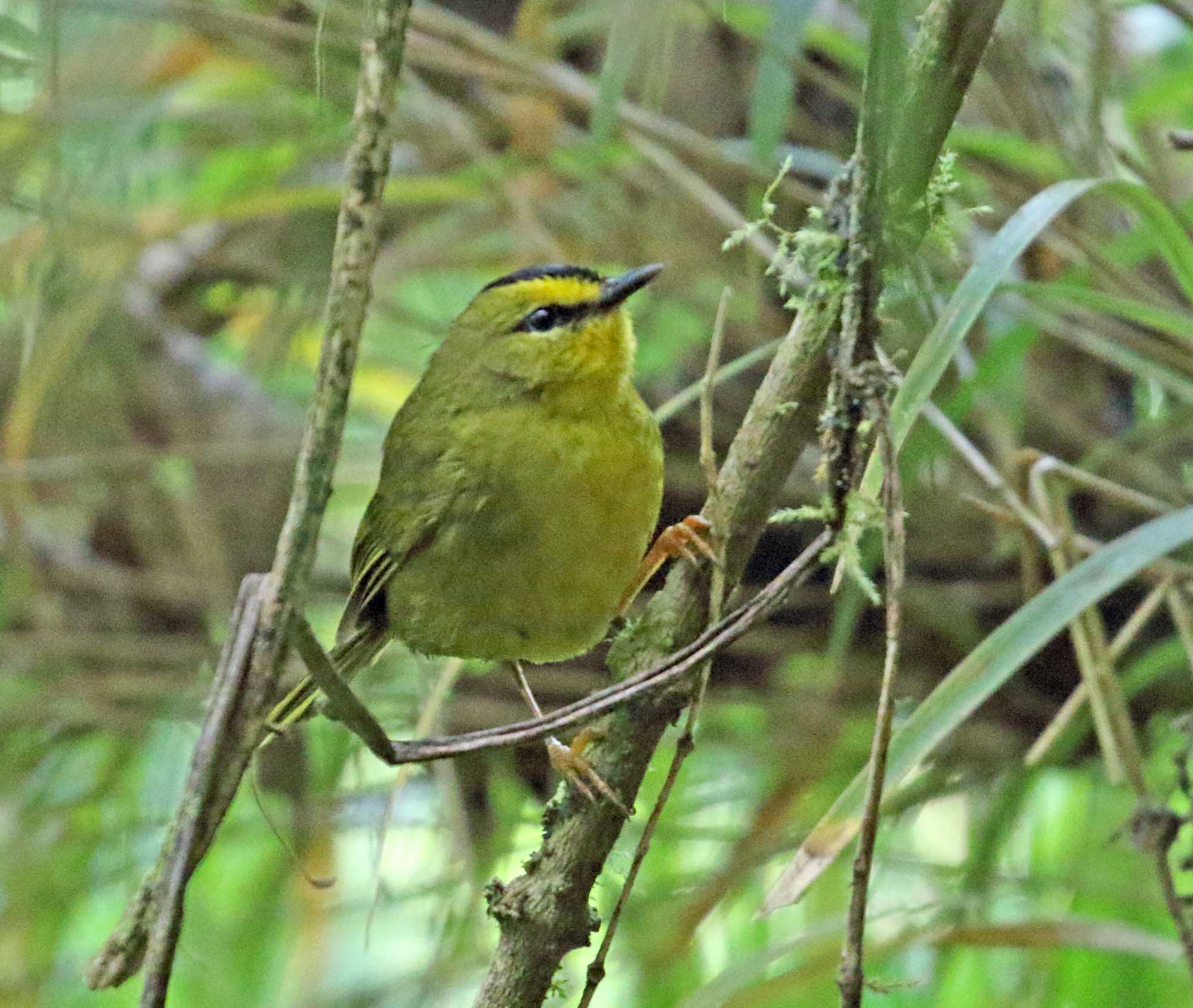 Black-crested Warbler_9787.jpg