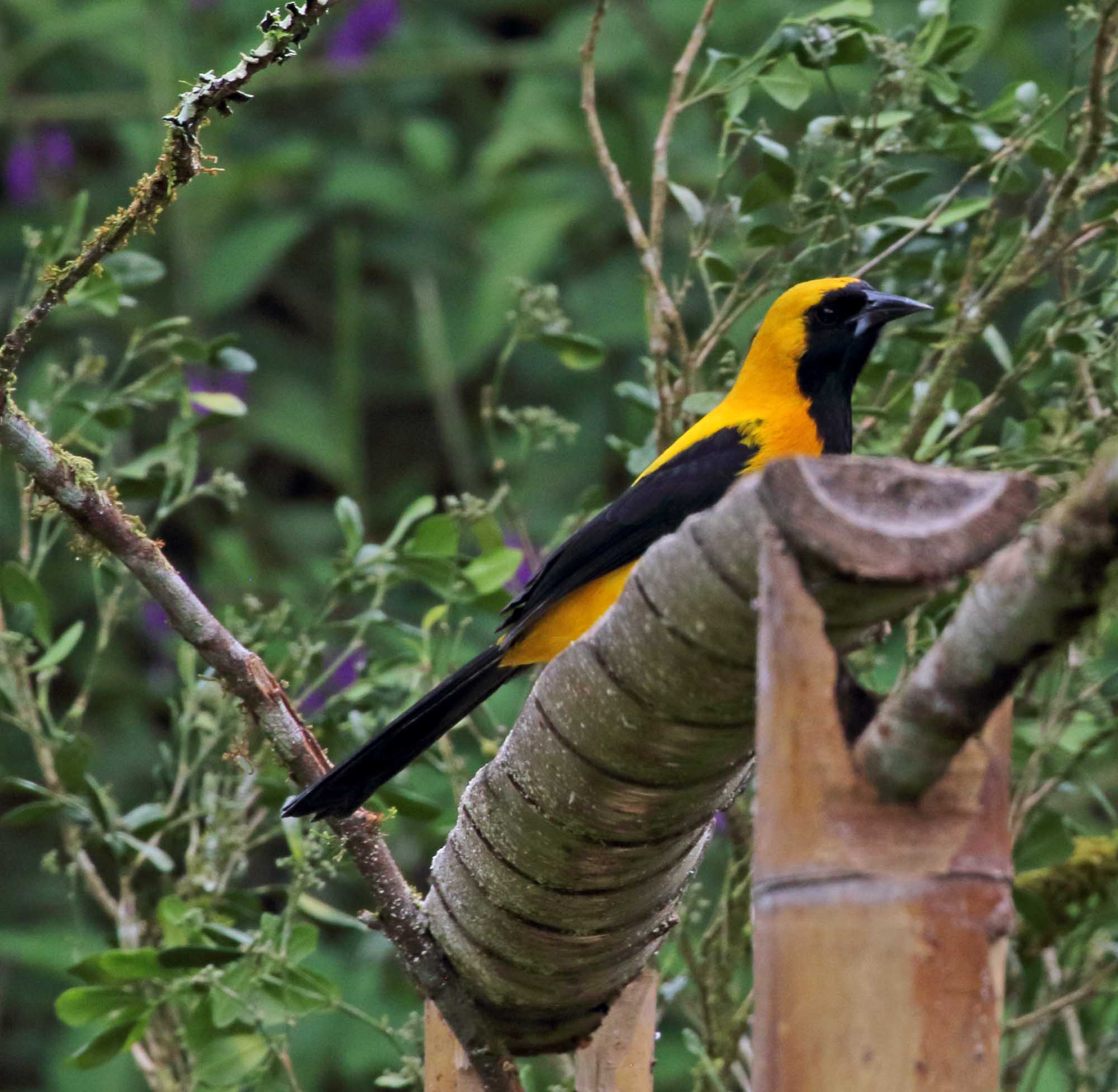 Yellow-backed Oriole_2378.jpg